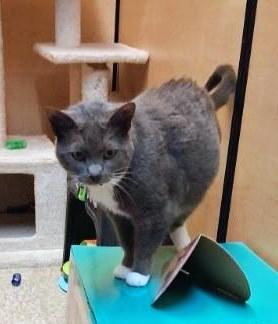 Enlarge Gracie, an adoptable Tuxedo in Waynesboro, VA image 4/6