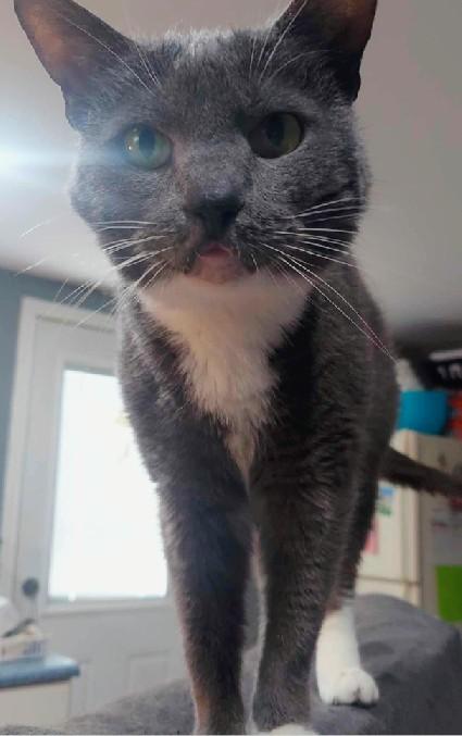 Enlarge Gracie, an adoptable Tuxedo in Waynesboro, VA image 3/6