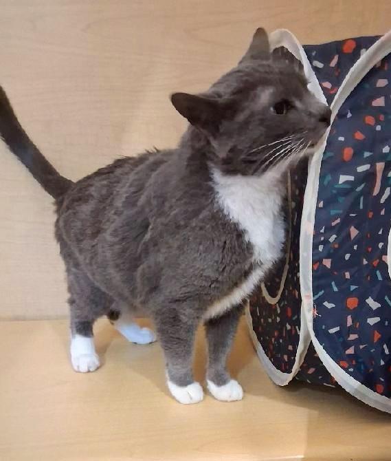 Enlarge Gracie, an adoptable Tuxedo in Waynesboro, VA image 6/6