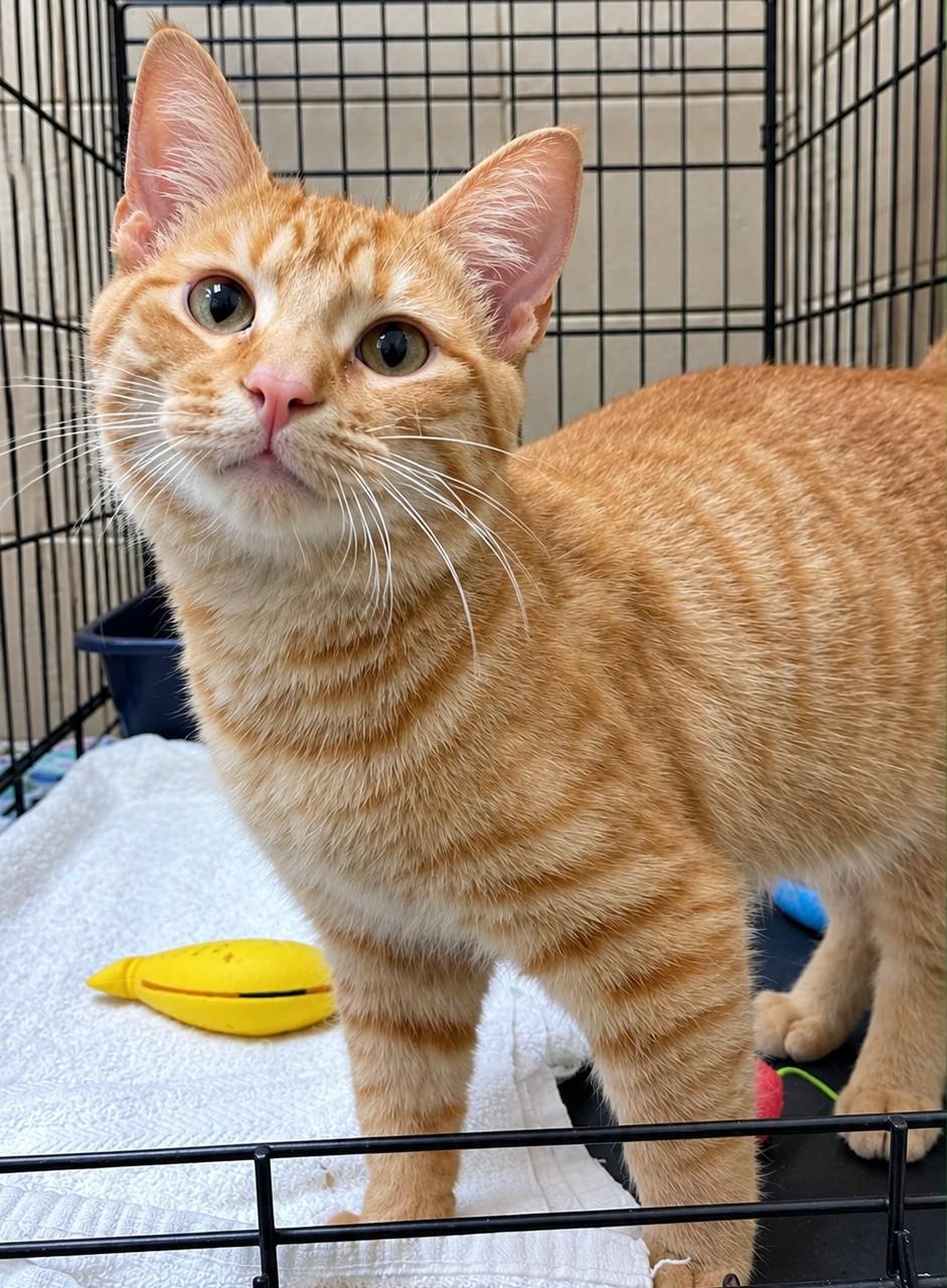 Elfie, Adoptable, Young Male American Shorthair.