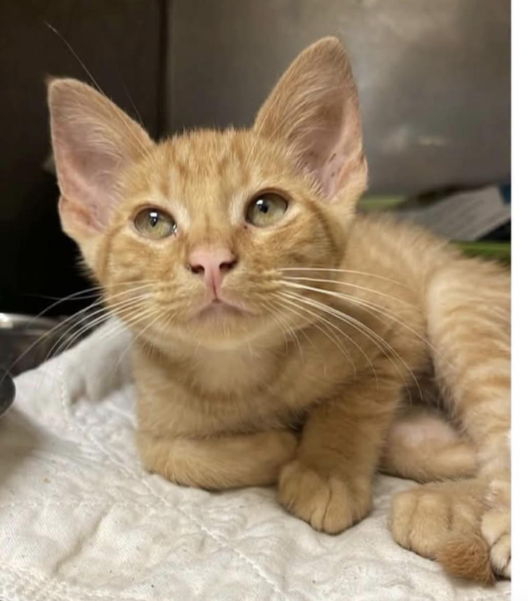 Enlarge Elfie, a Adoptable American Shorthair in Fort Payne, AL image 2/2
