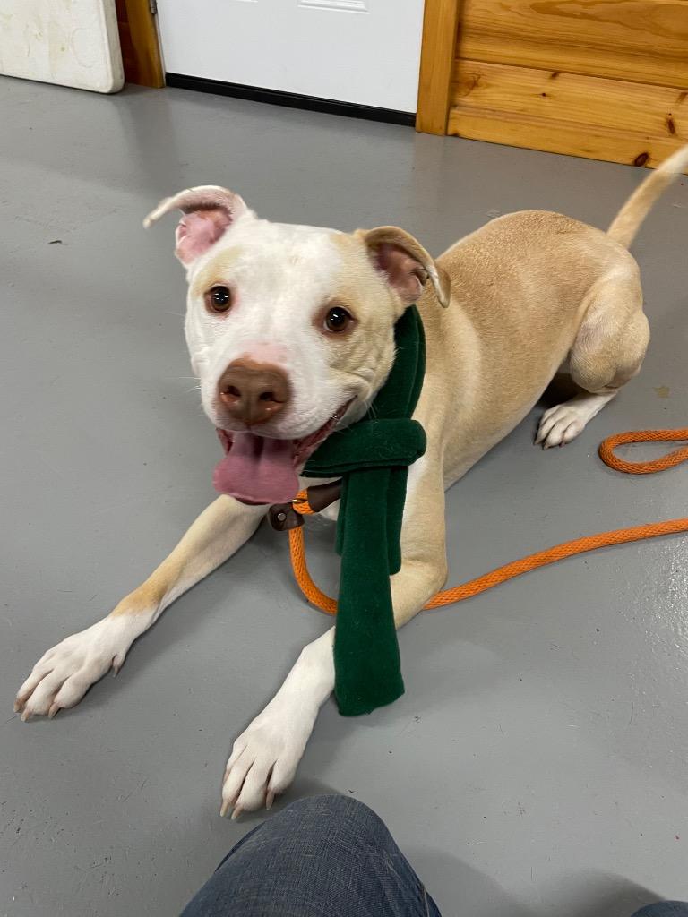 Enlarge Buddy, a Adoptable Pit Bull Terrier in Glenfield, NY image 2/6