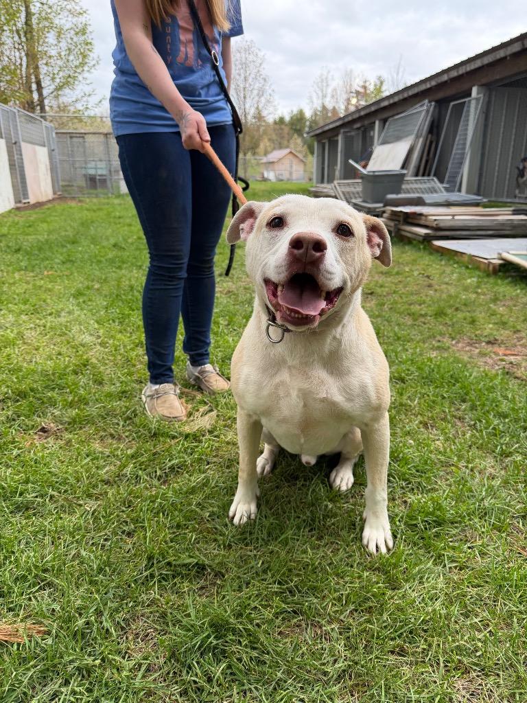 Buddy, a Adoptable Pit Bull Terrier in Glenfield, NY image 5/6