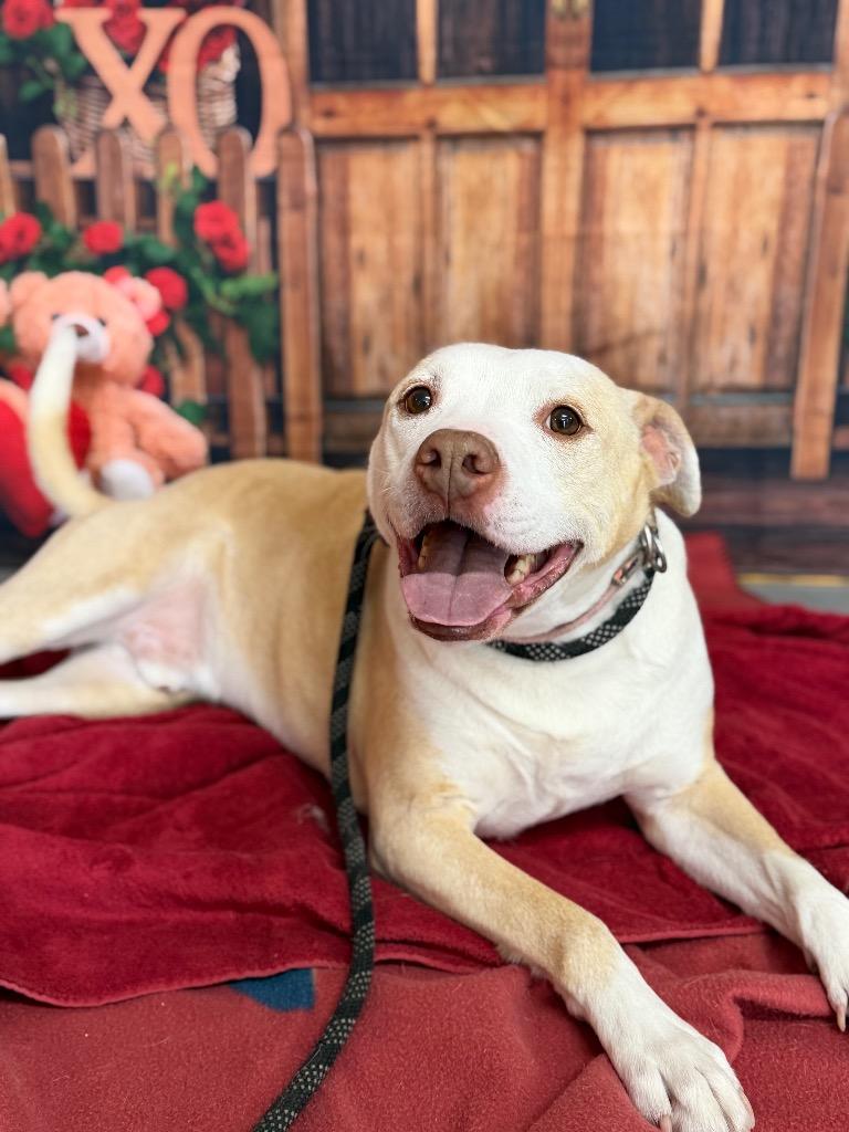 Enlarge Buddy, a Adoptable Pit Bull Terrier in Glenfield, NY image 5/6