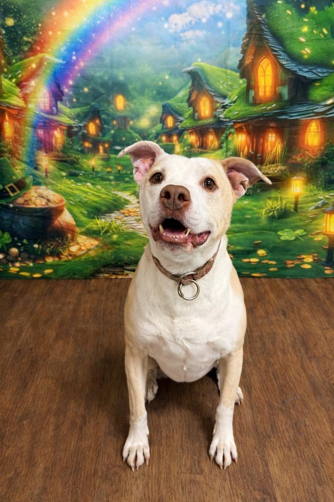 Enlarge Buddy, a Adoptable Pit Bull Terrier in Glenfield, NY image 6/6