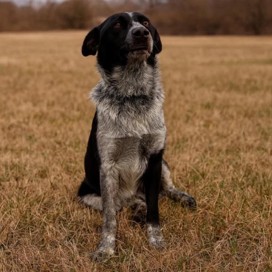 Enlarge Periwinkle, a Adoptable Australian Cattle Dog / Blue Heeler in Belleville, IL image 1/2