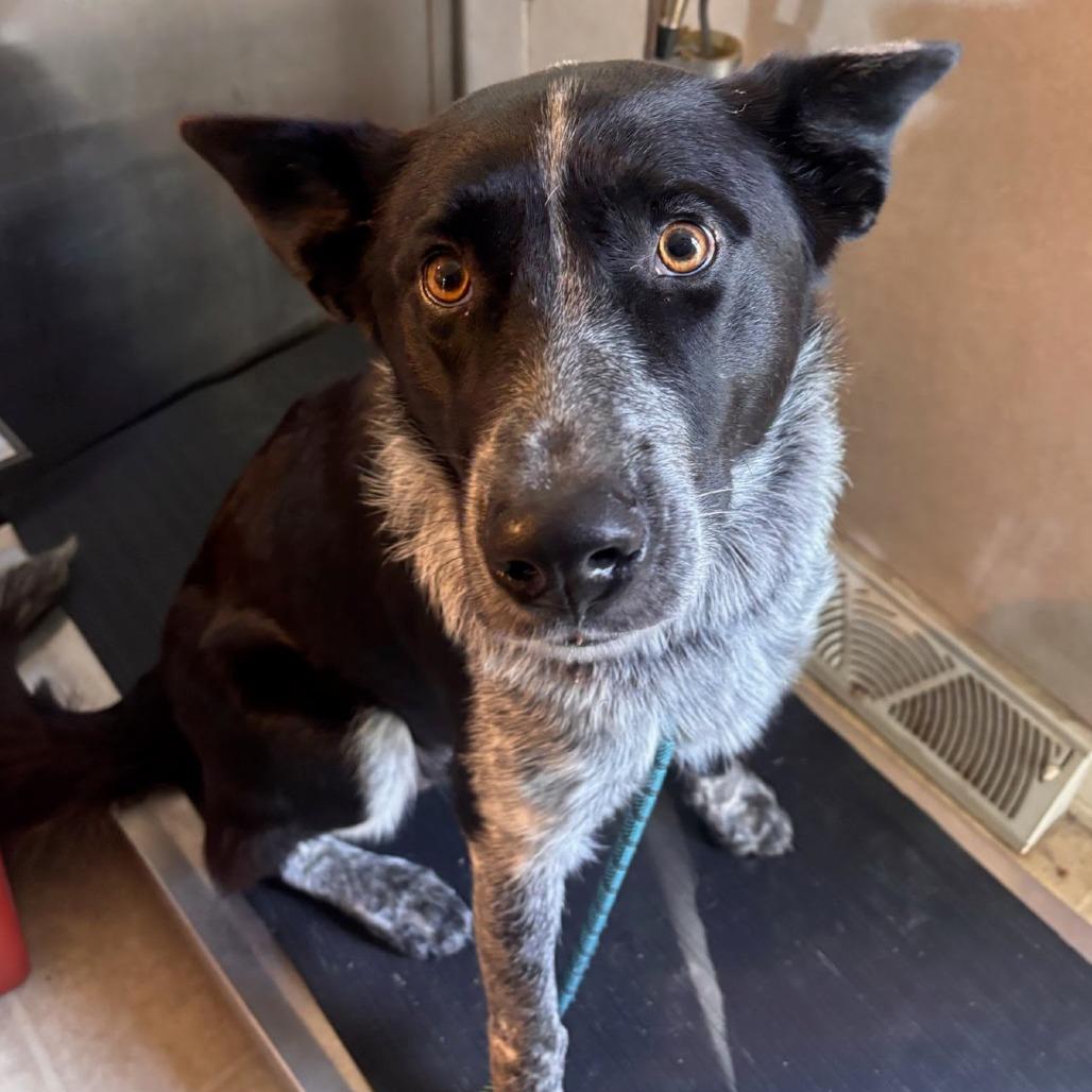 Enlarge Periwinkle, a Adoptable Australian Cattle Dog / Blue Heeler in Belleville, IL image 2/2