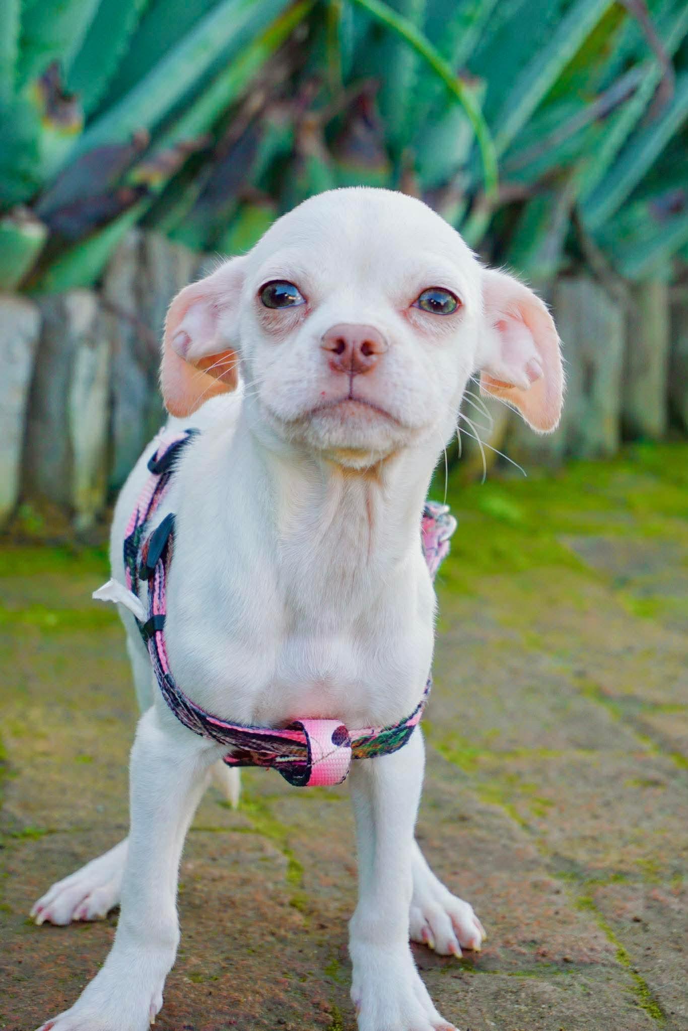 Dobbina, ADOPTABLE, Puppy Female Chug.