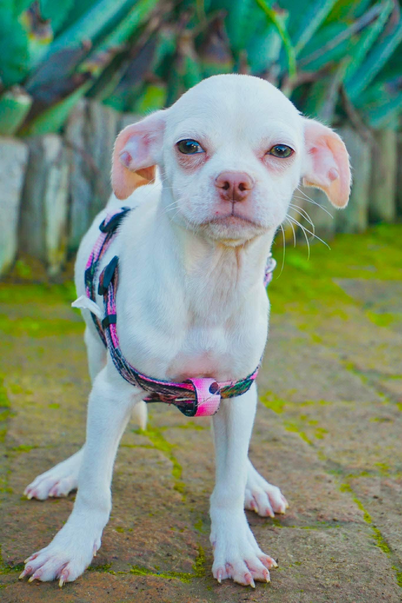 Dobbina, a ADOPTABLE Chug in San Diego, CA image 2/2