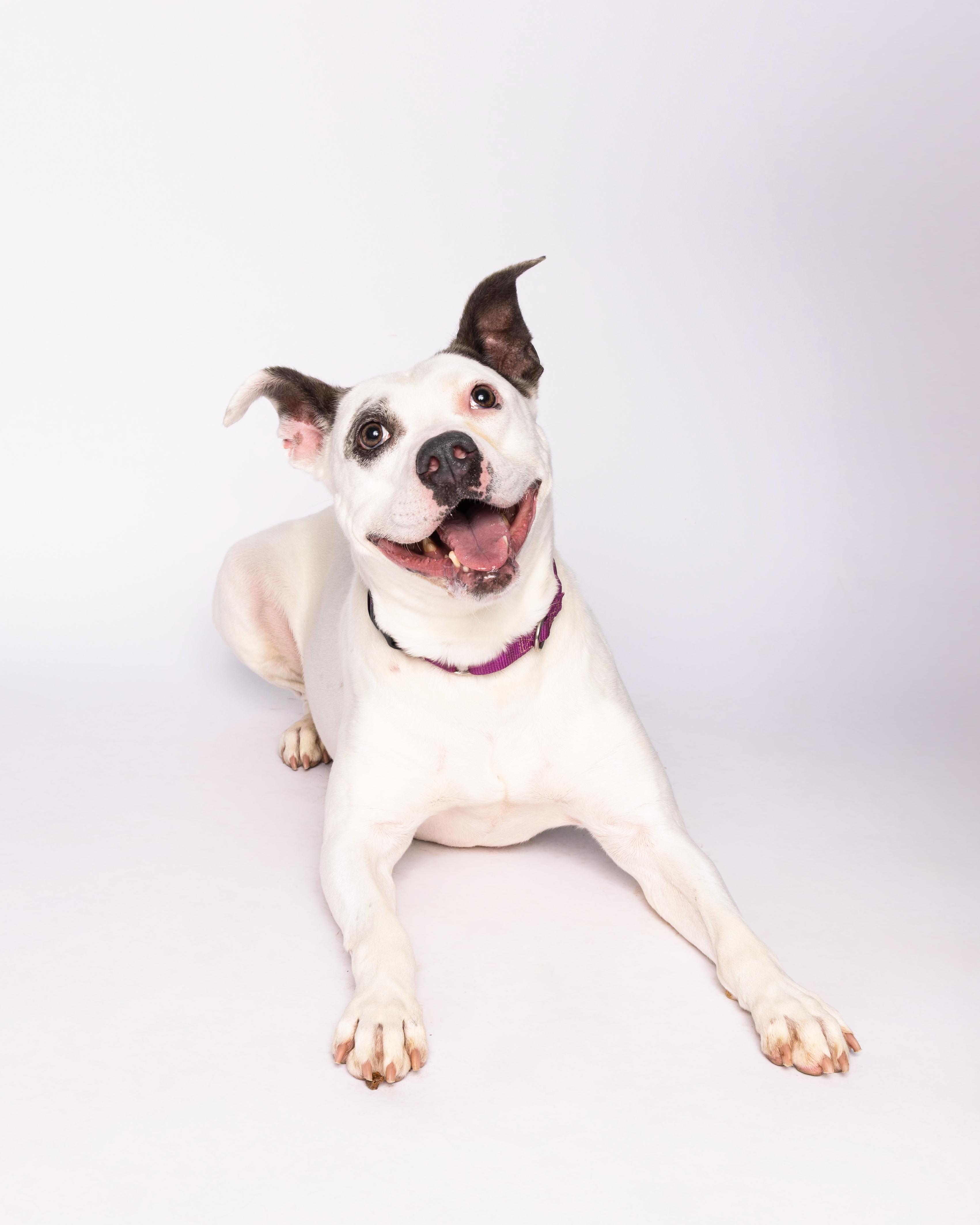 Gabi, a Adoptable mixed breed in Waterloo, IA image 1/6