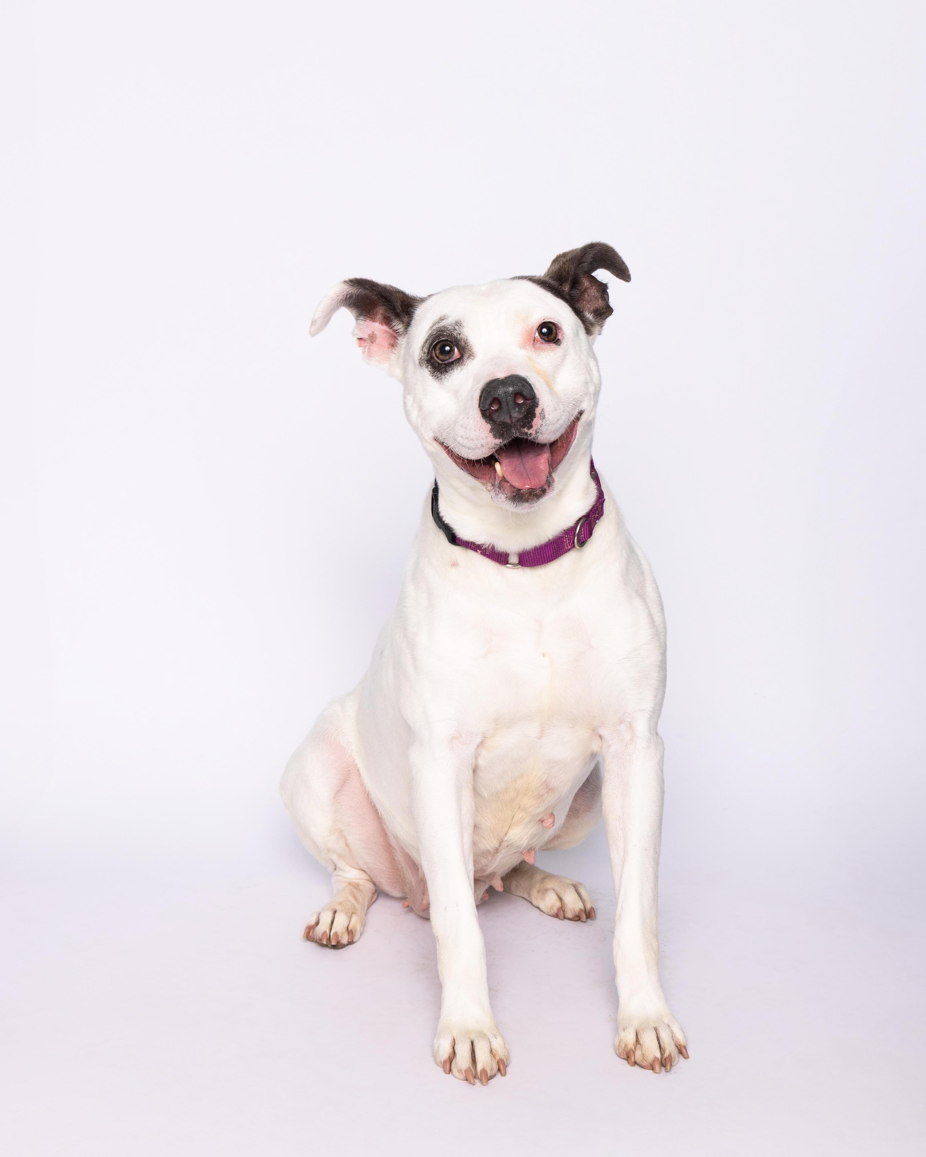 Gabi, an adoptable Pit Bull Terrier in Waterloo, IA, 50703 | Photo Image 2