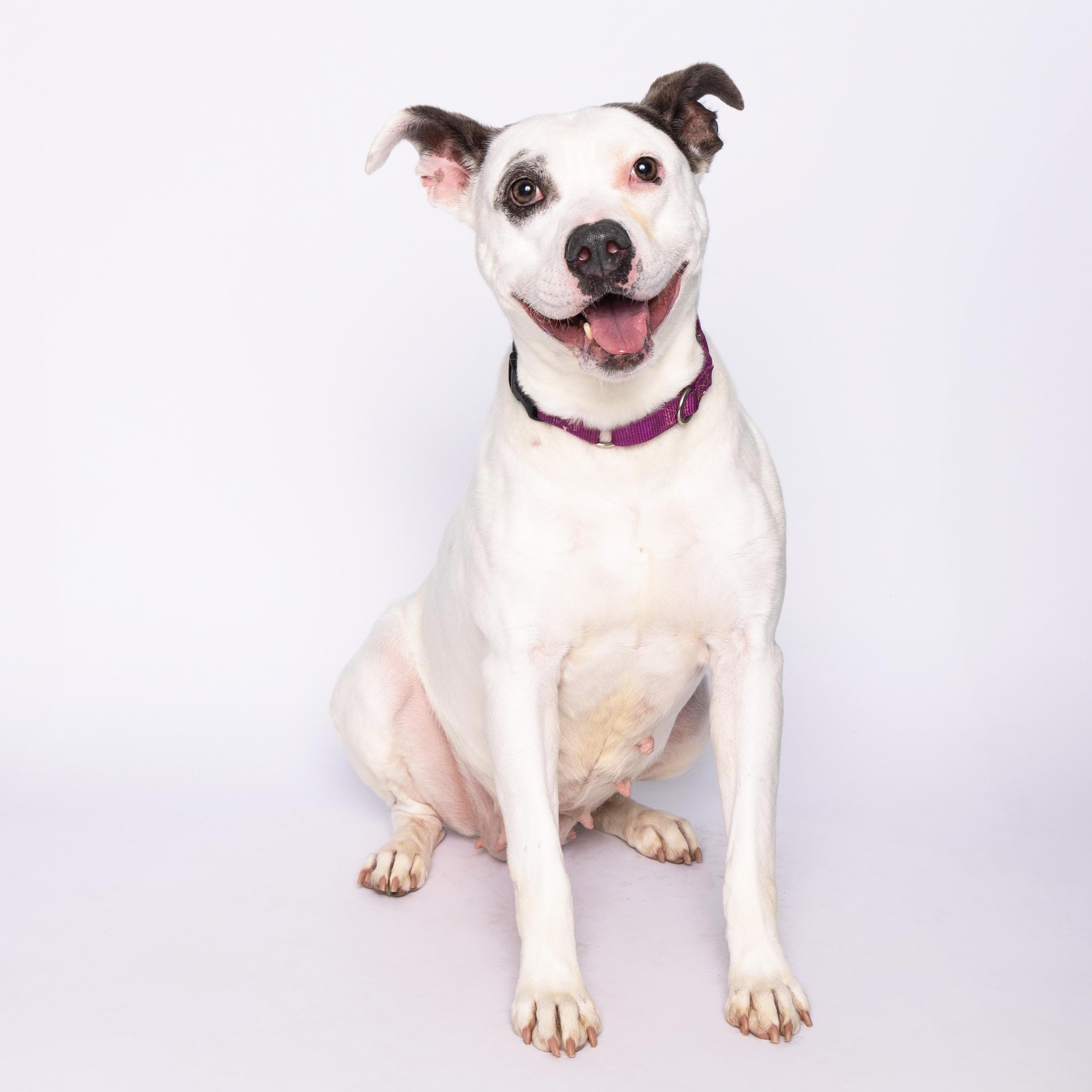 Gabi, a Adoptable mixed breed in Waterloo, IA image 2/5