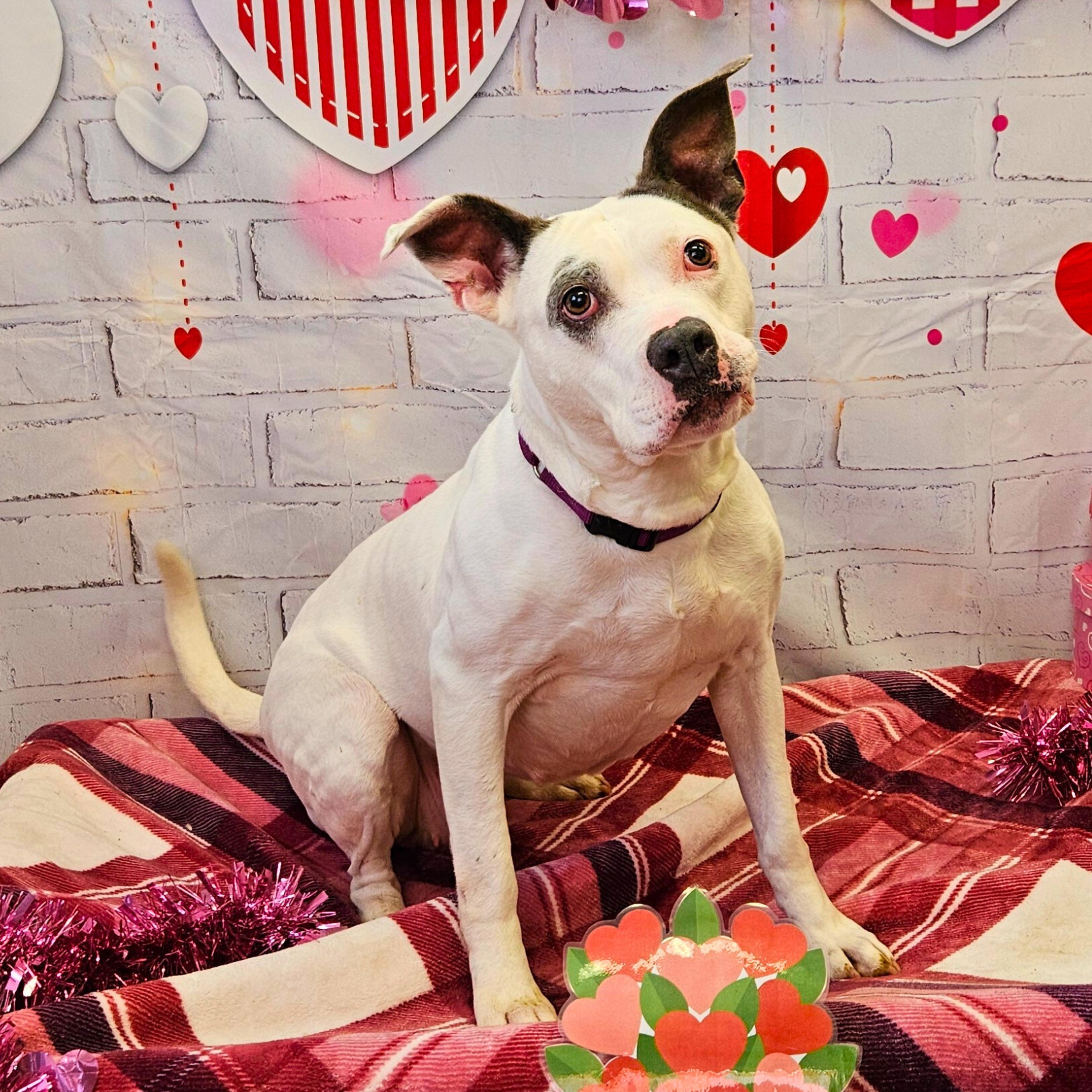 Enlarge Gabi, a Adoptable mixed breed in Waterloo, IA image 2/6