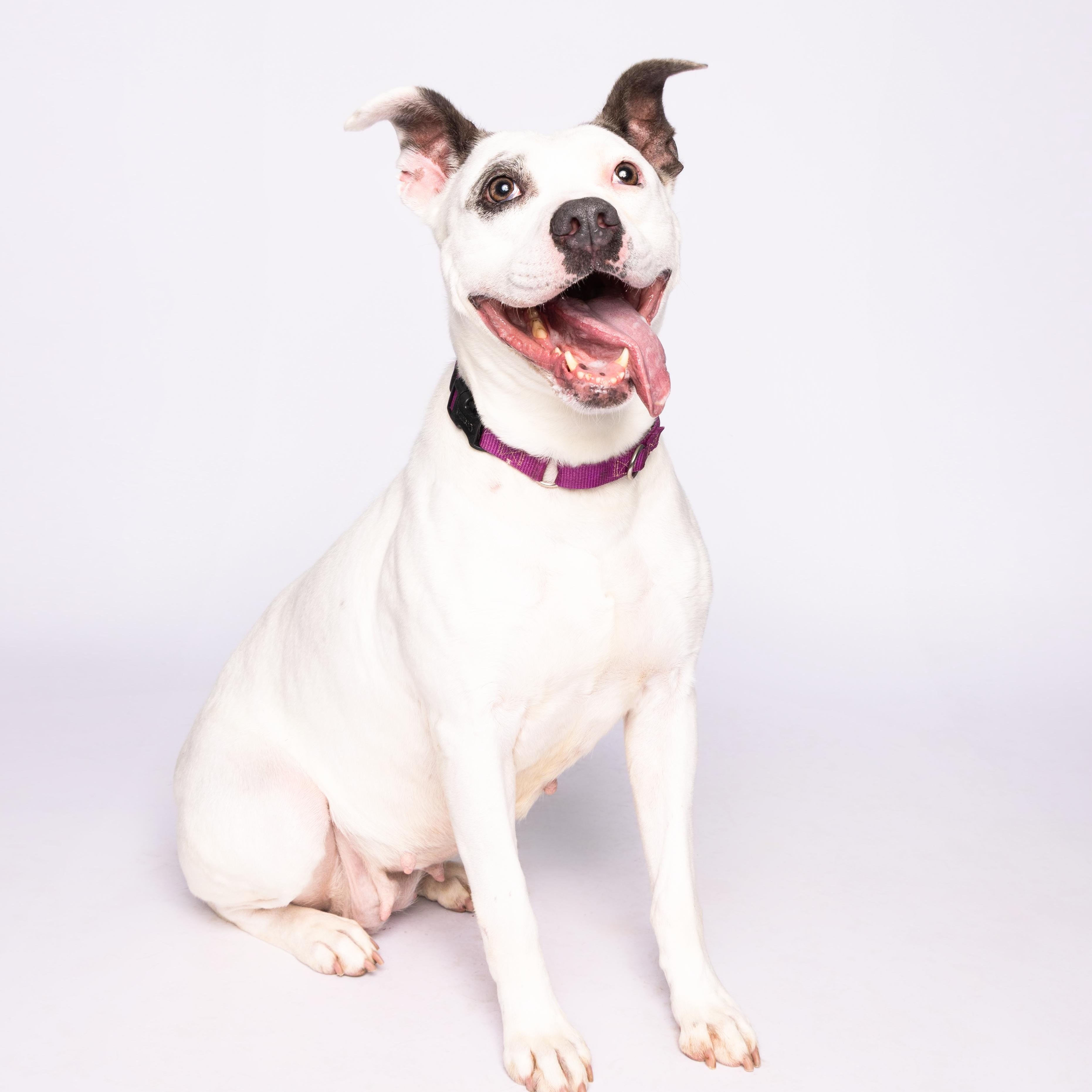 Gabi, a Adoptable mixed breed in Waterloo, IA image 5/5
