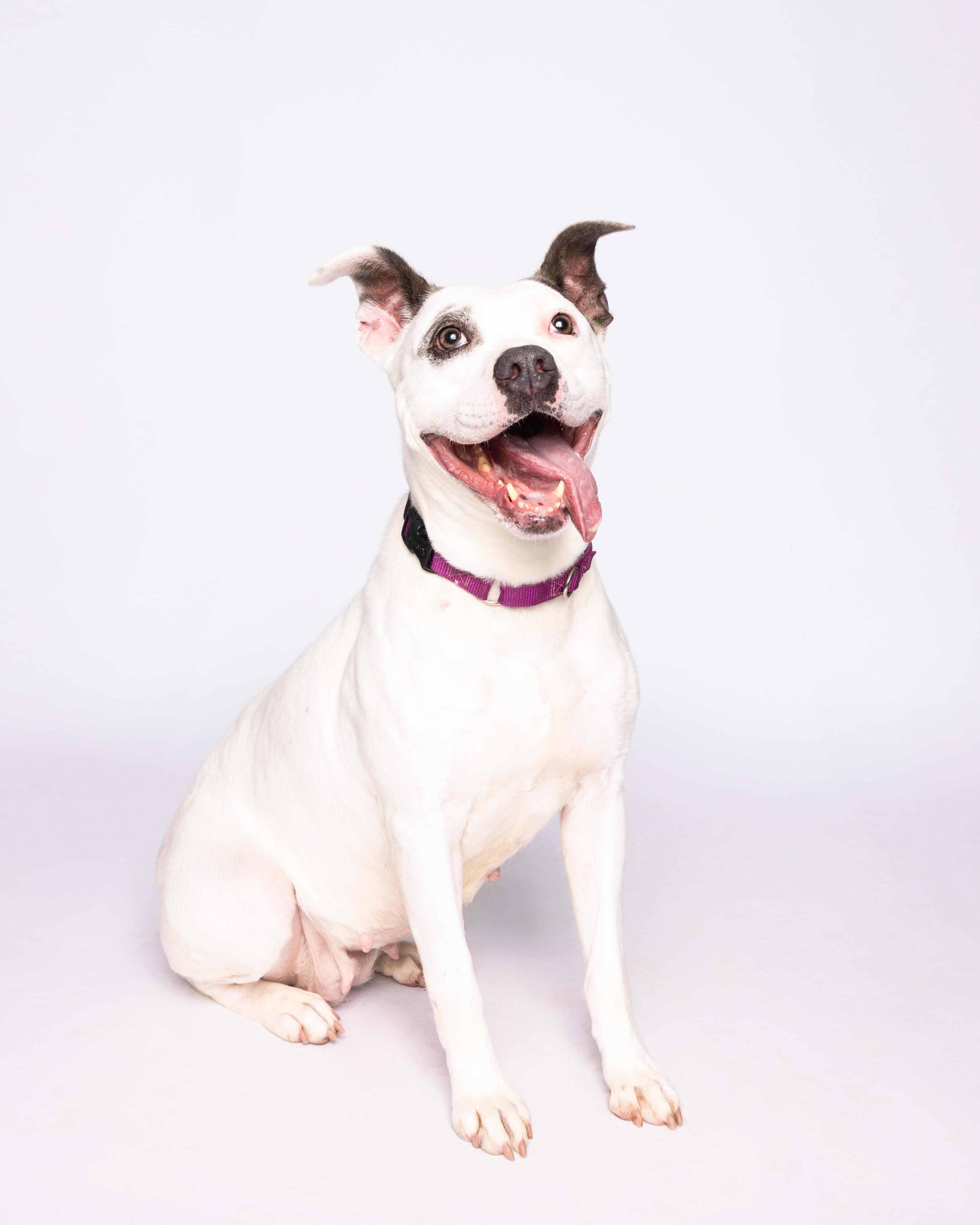 Gabi, a Adoptable mixed breed in Waterloo, IA image 5/6