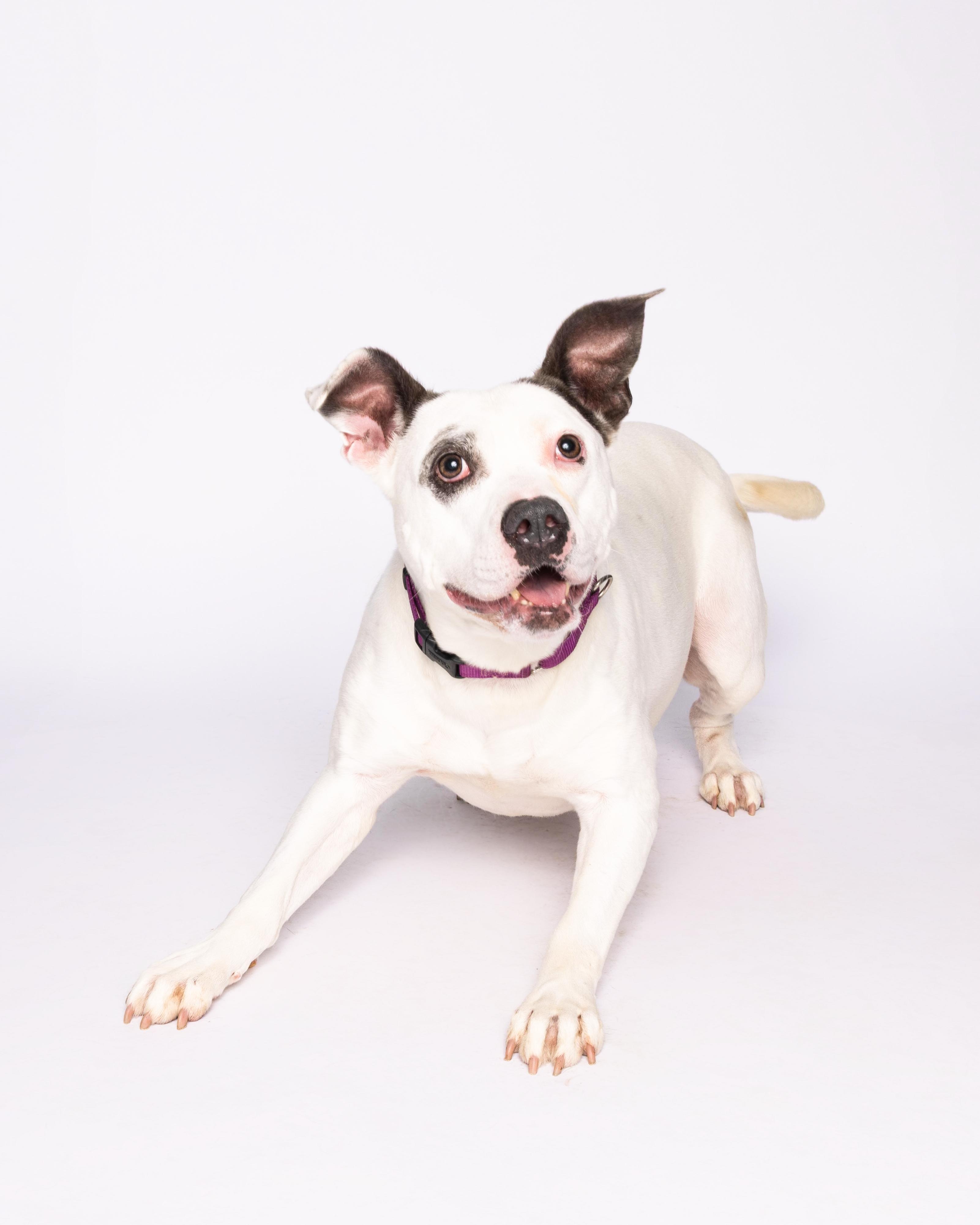 Gabi, a Adoptable mixed breed in Waterloo, IA image 3/6