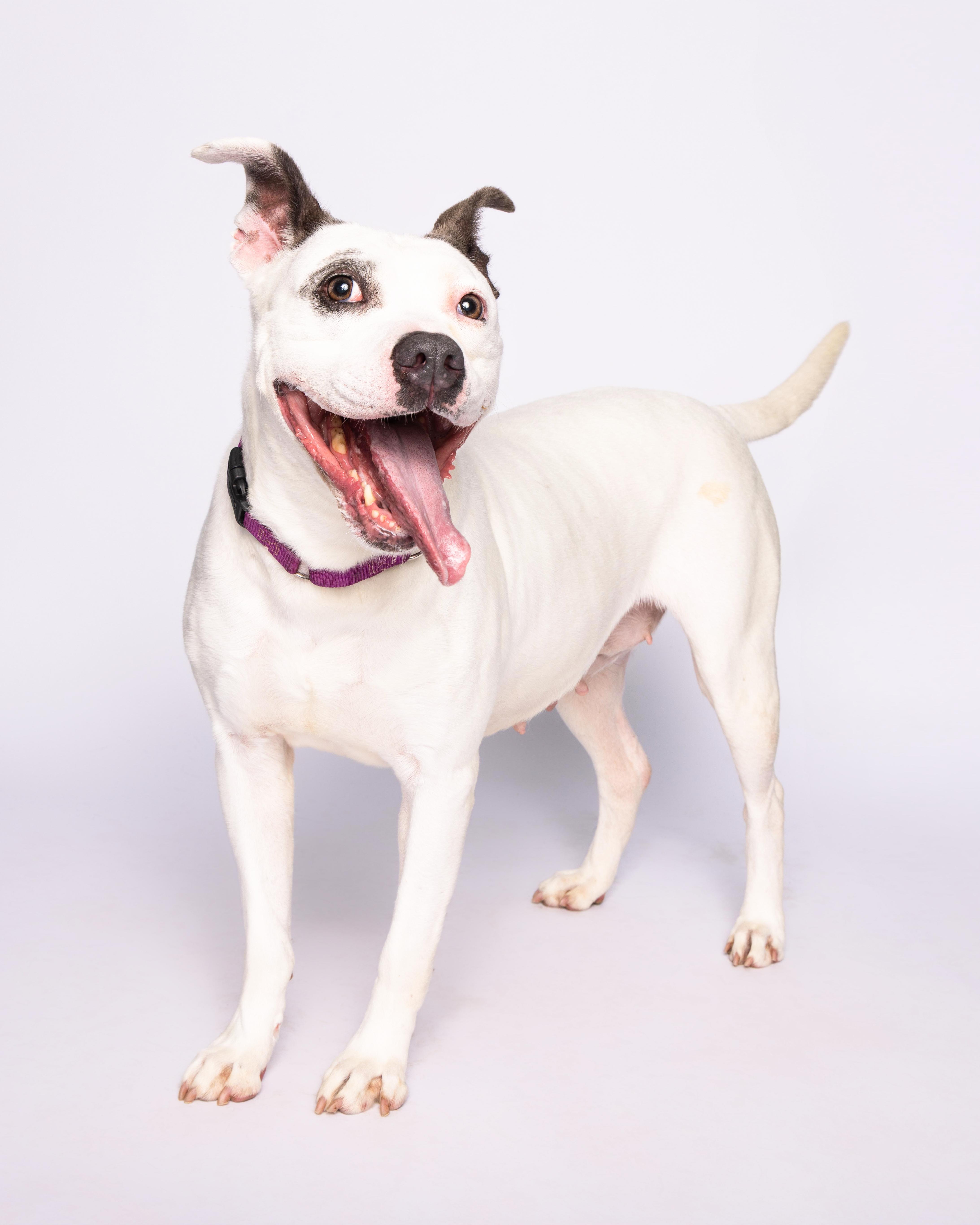 Gabi, an adoptable Pit Bull Terrier in Waterloo, IA, 50703 | Photo Image 6