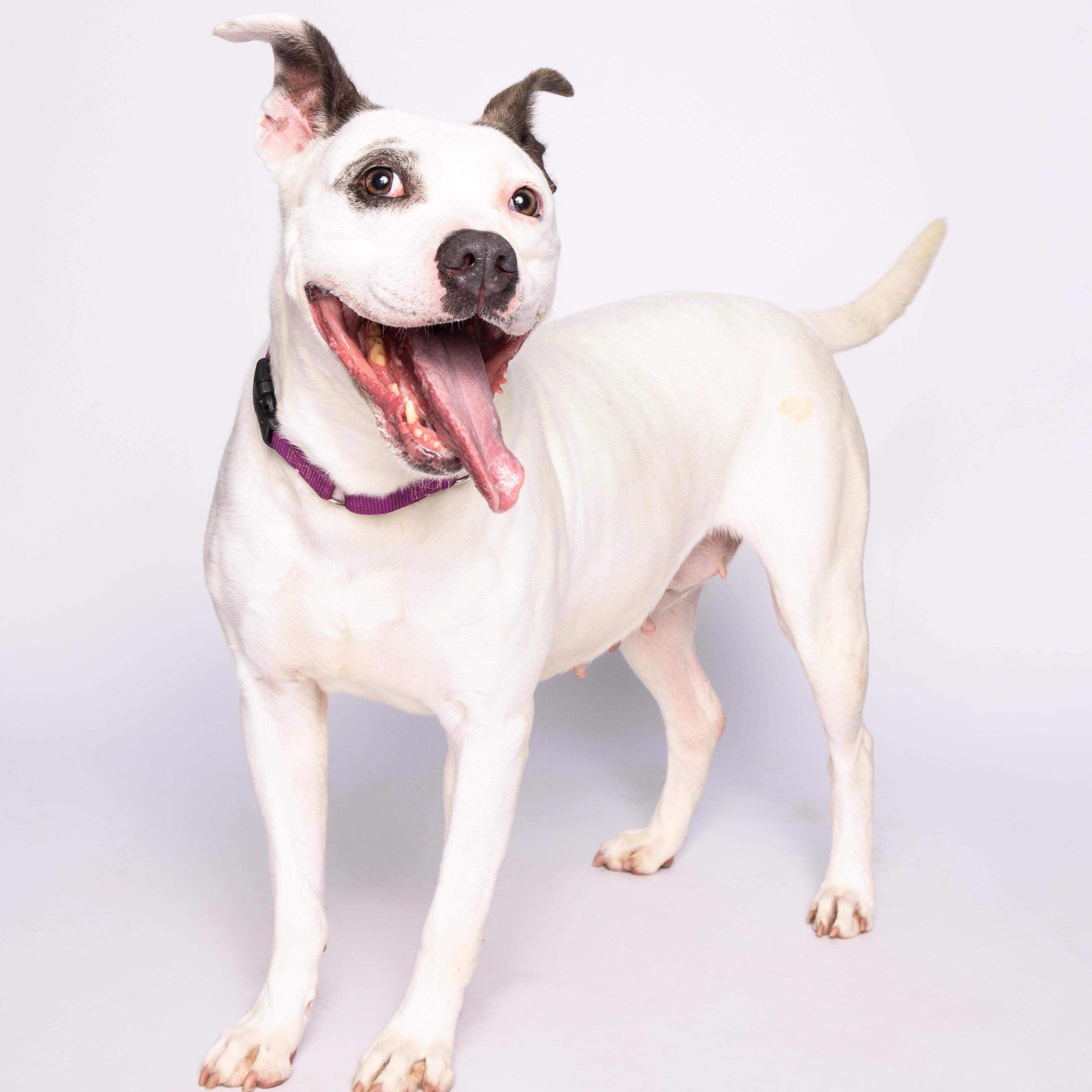Gabi, a Adoptable mixed breed in Waterloo, IA image 3/5
