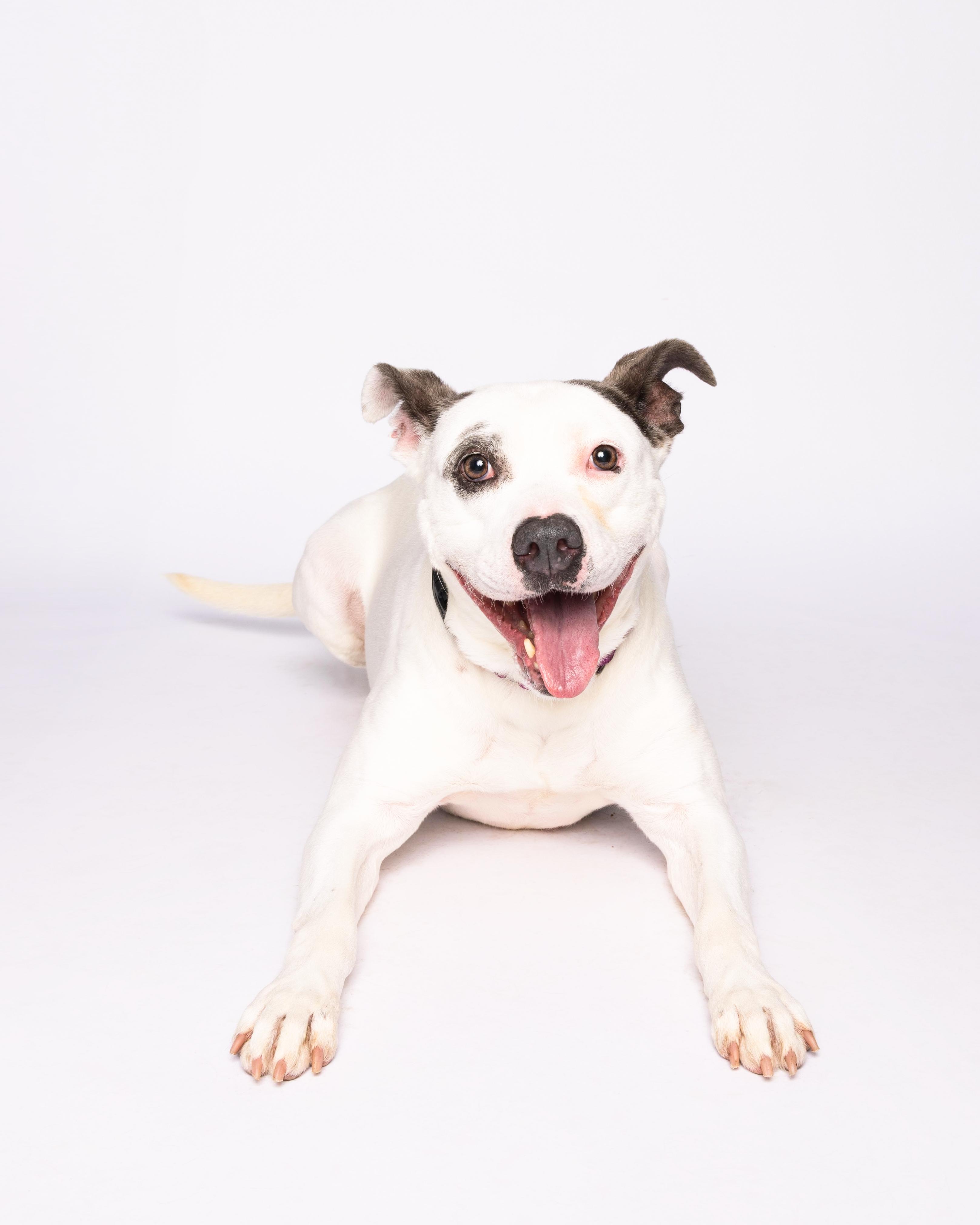 Gabi, a Adoptable mixed breed in Waterloo, IA image 4/6