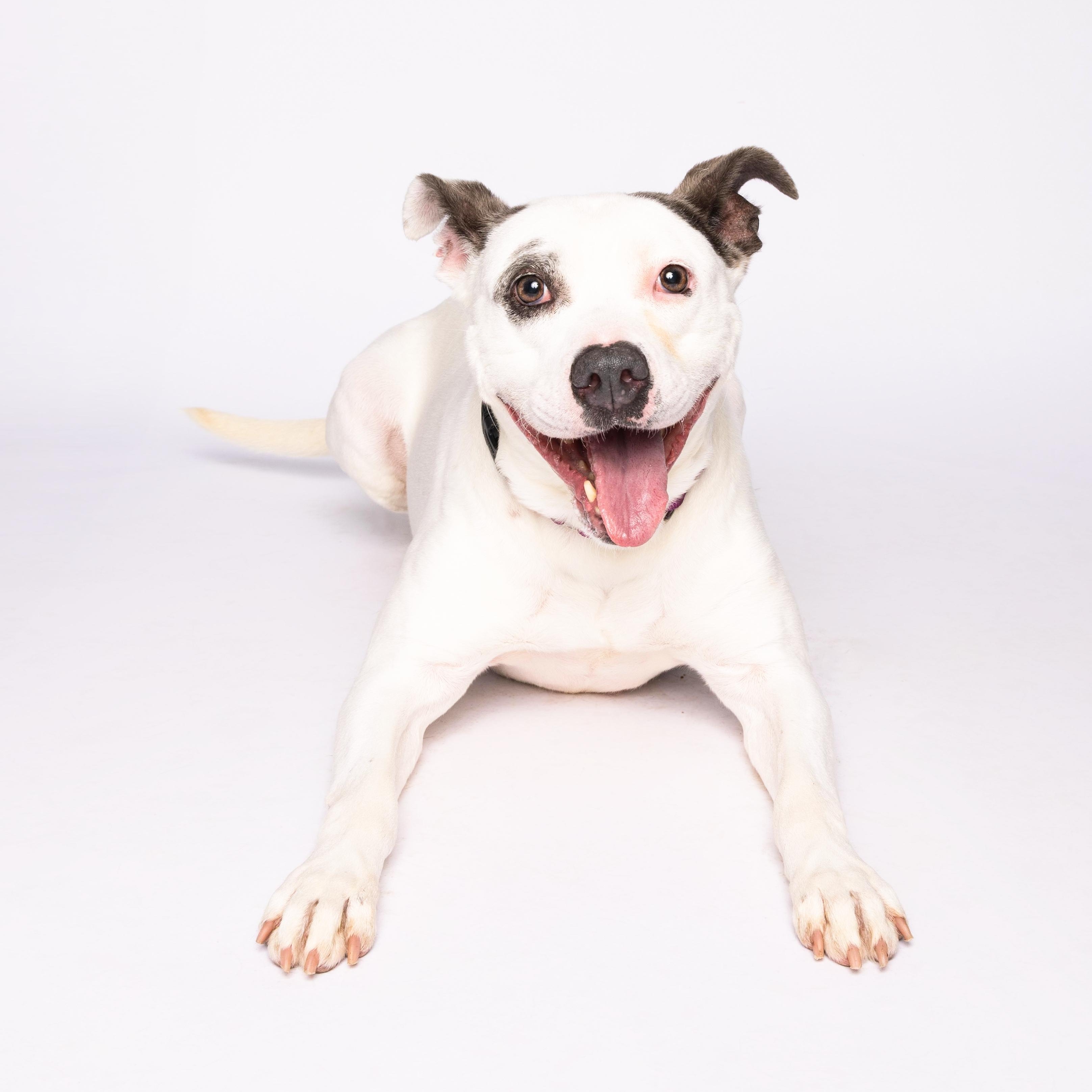 Gabi, a Adoptable mixed breed in Waterloo, IA image 4/5