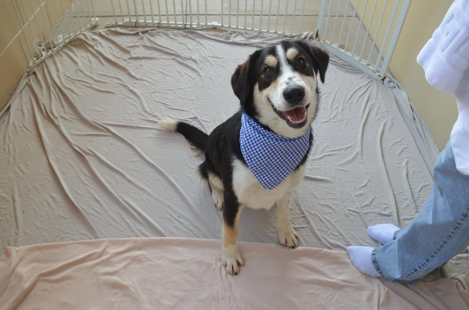 Enlarge Fate, a Adopted Shepherd in McKinney, TX image 1/3