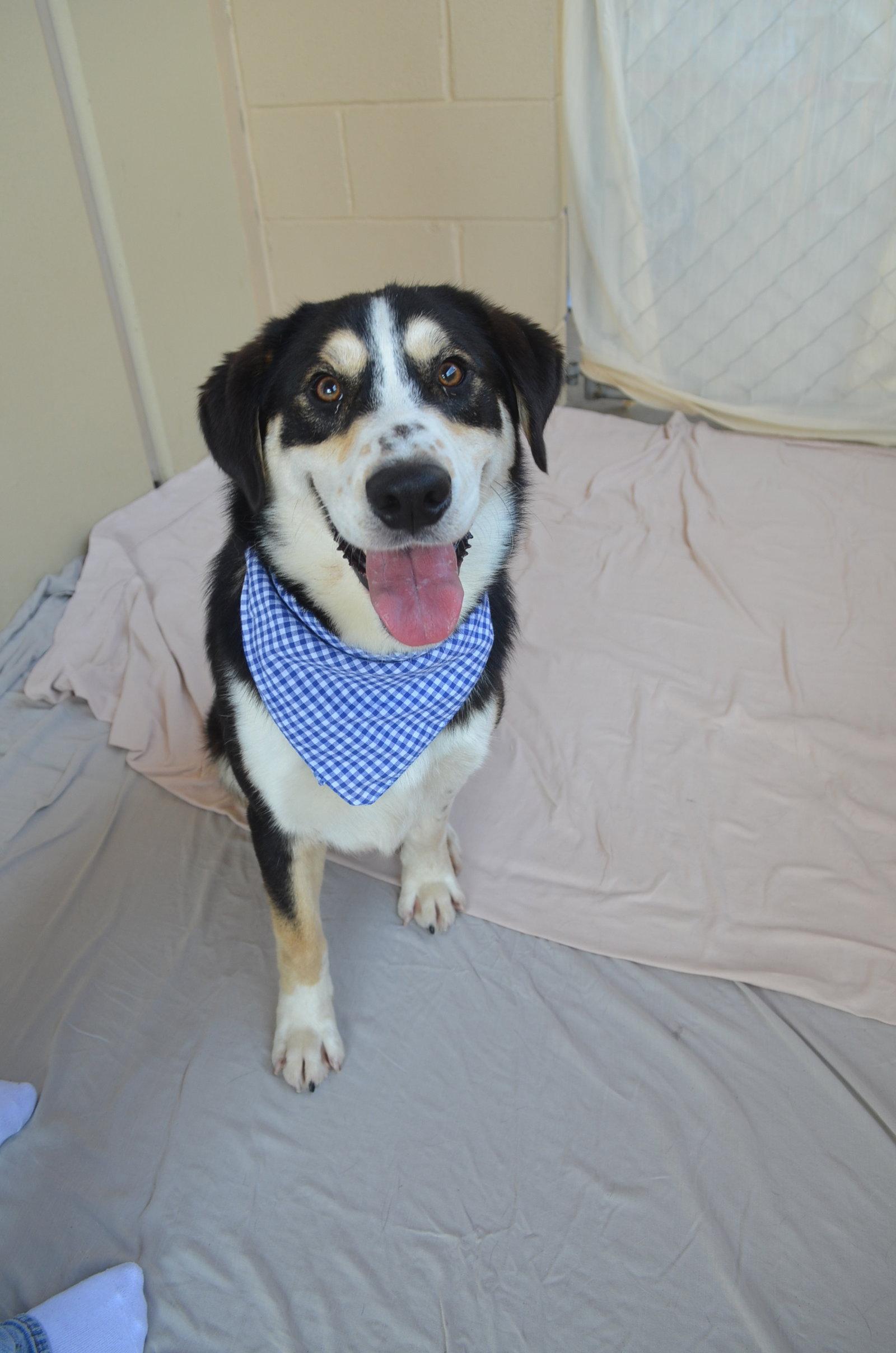 Enlarge Fate, a Adopted Shepherd in McKinney, TX image 2/3