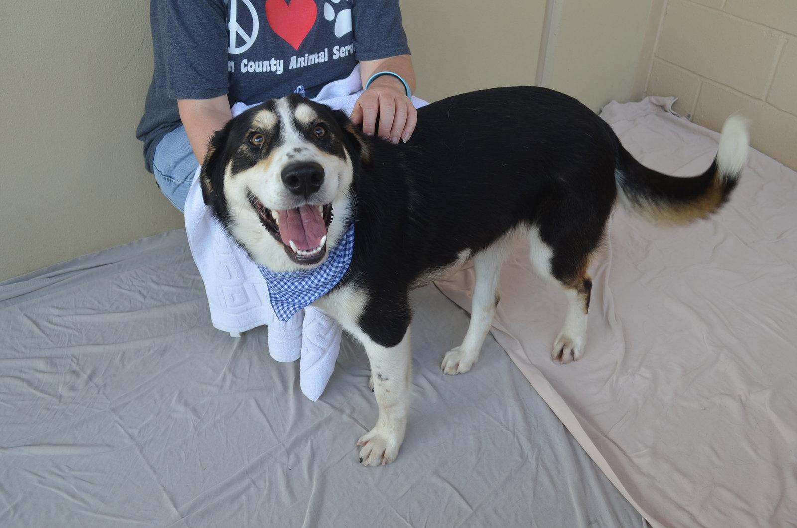 Enlarge Fate, a Adopted Shepherd in McKinney, TX image 3/3