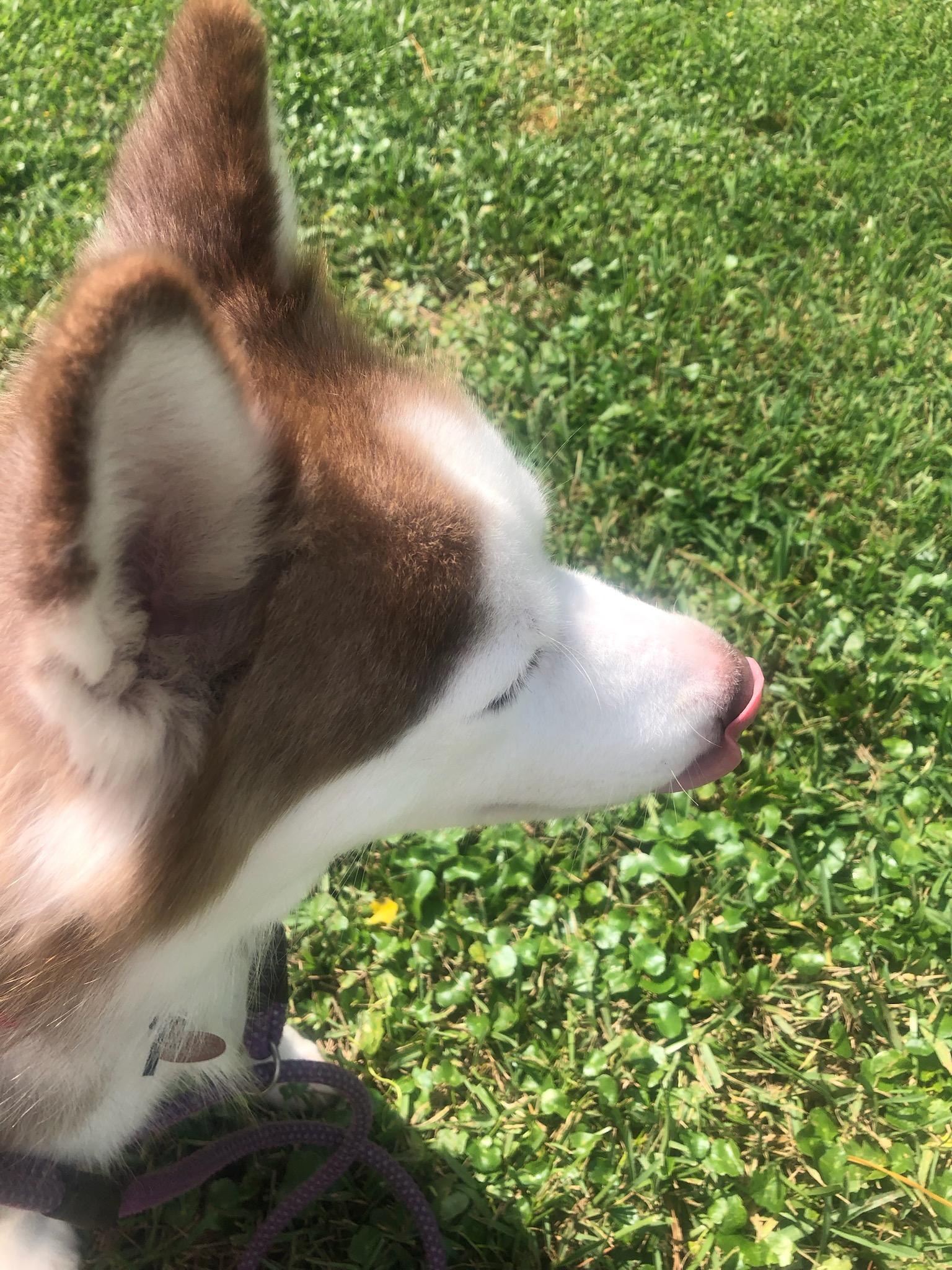 Enlarge Opal, a Adoptable Siberian Husky in Gainesville, FL image 1/3