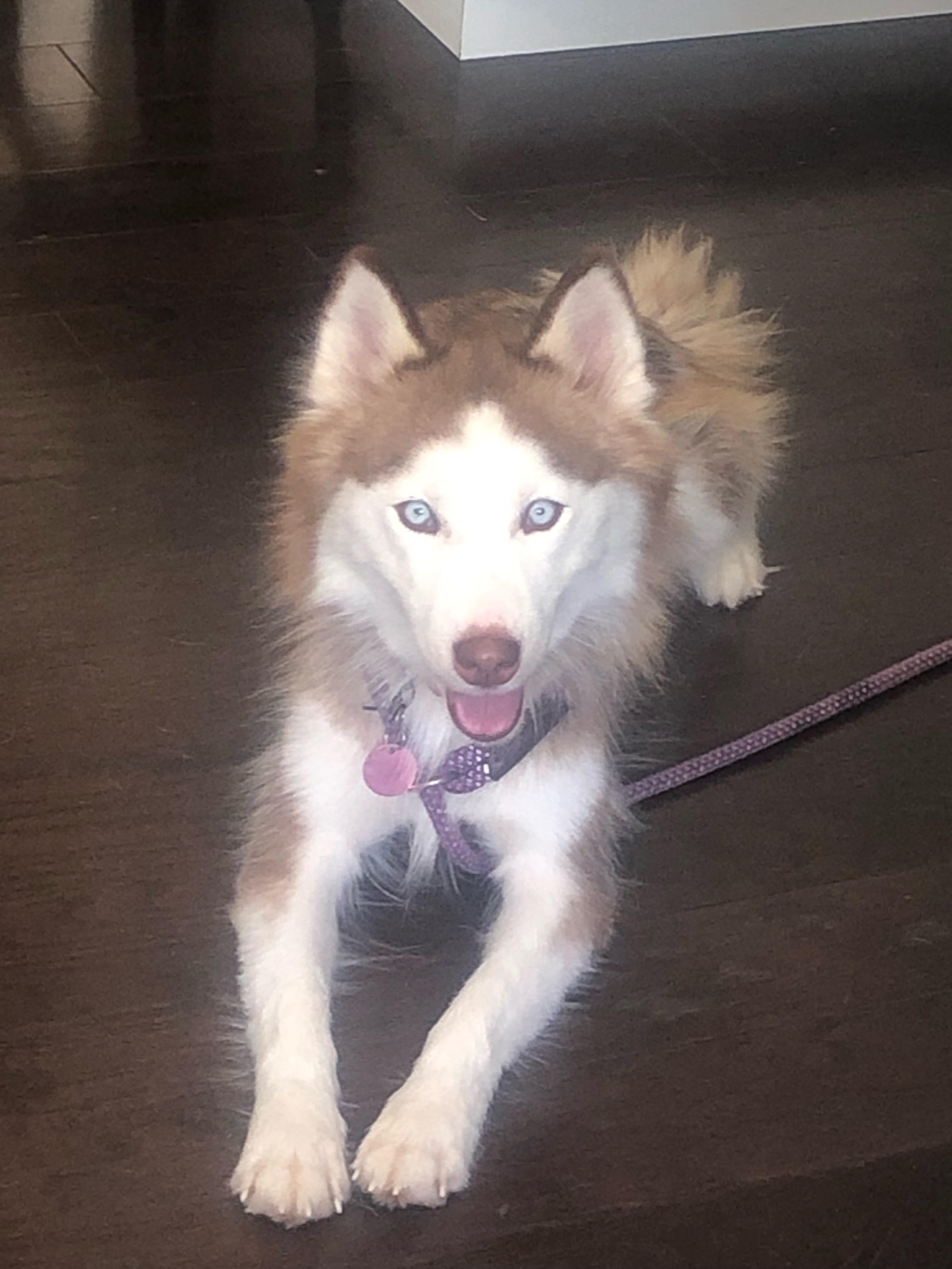 Enlarge Opal, a Adoptable Siberian Husky in Gainesville, FL image 2/3