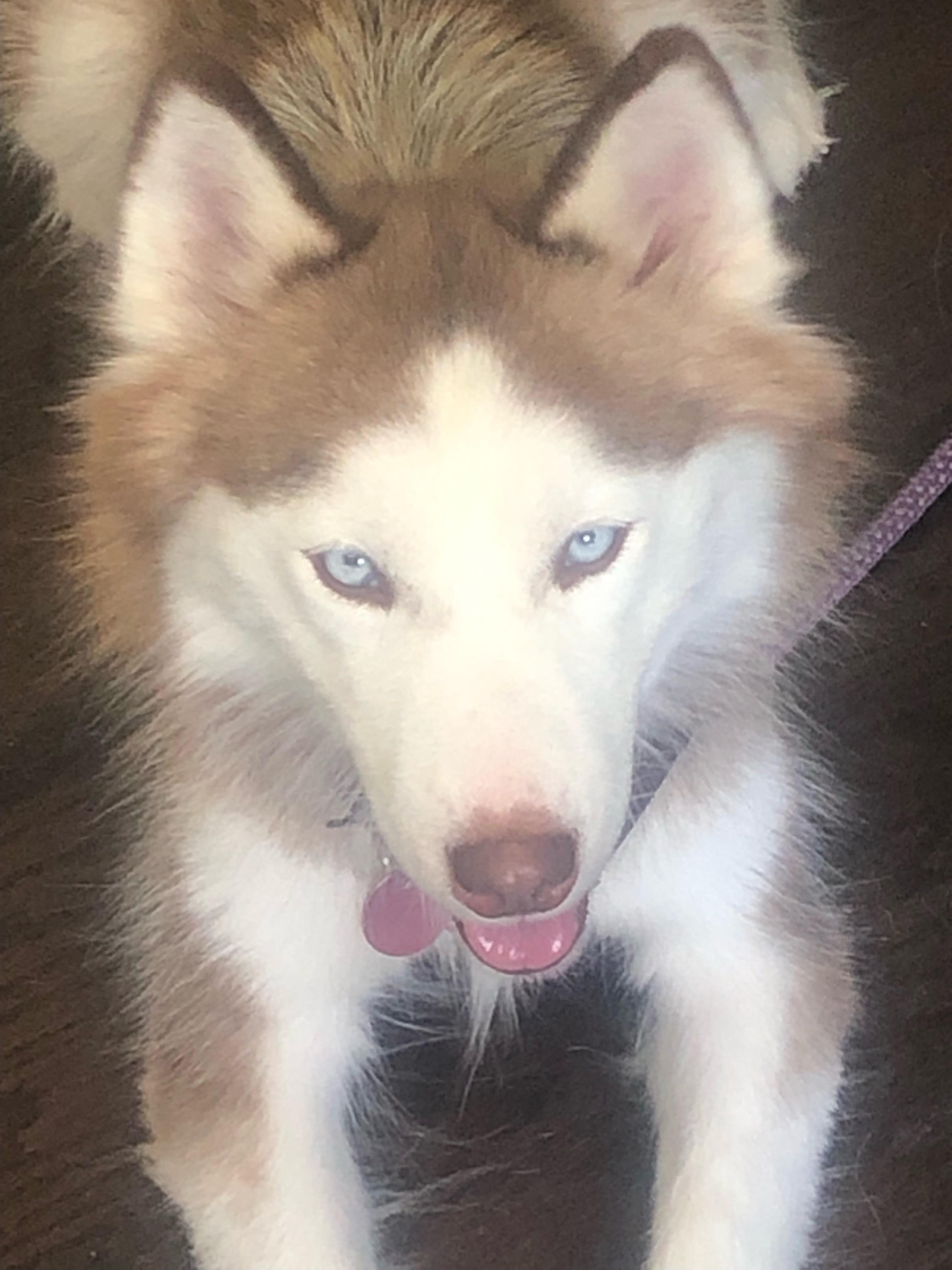 Enlarge Opal, a Adoptable Siberian Husky in Gainesville, FL image 3/3