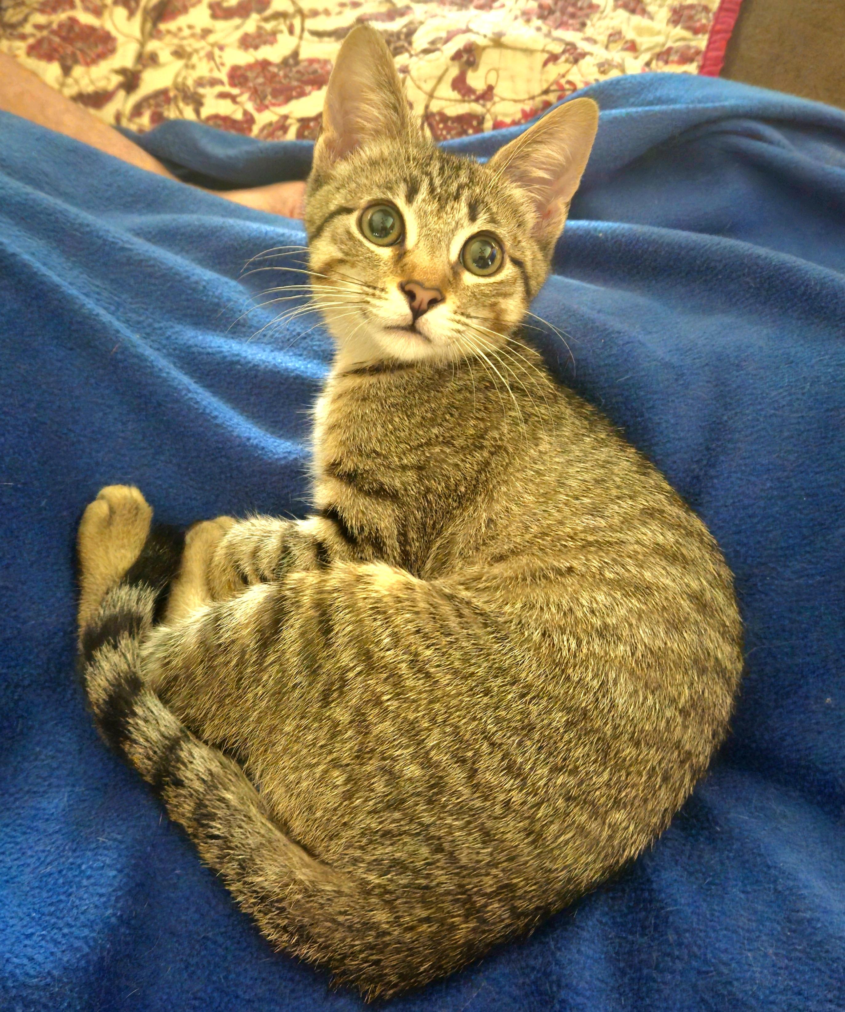 Snapdragon " Social Butterfly thumbnail 3