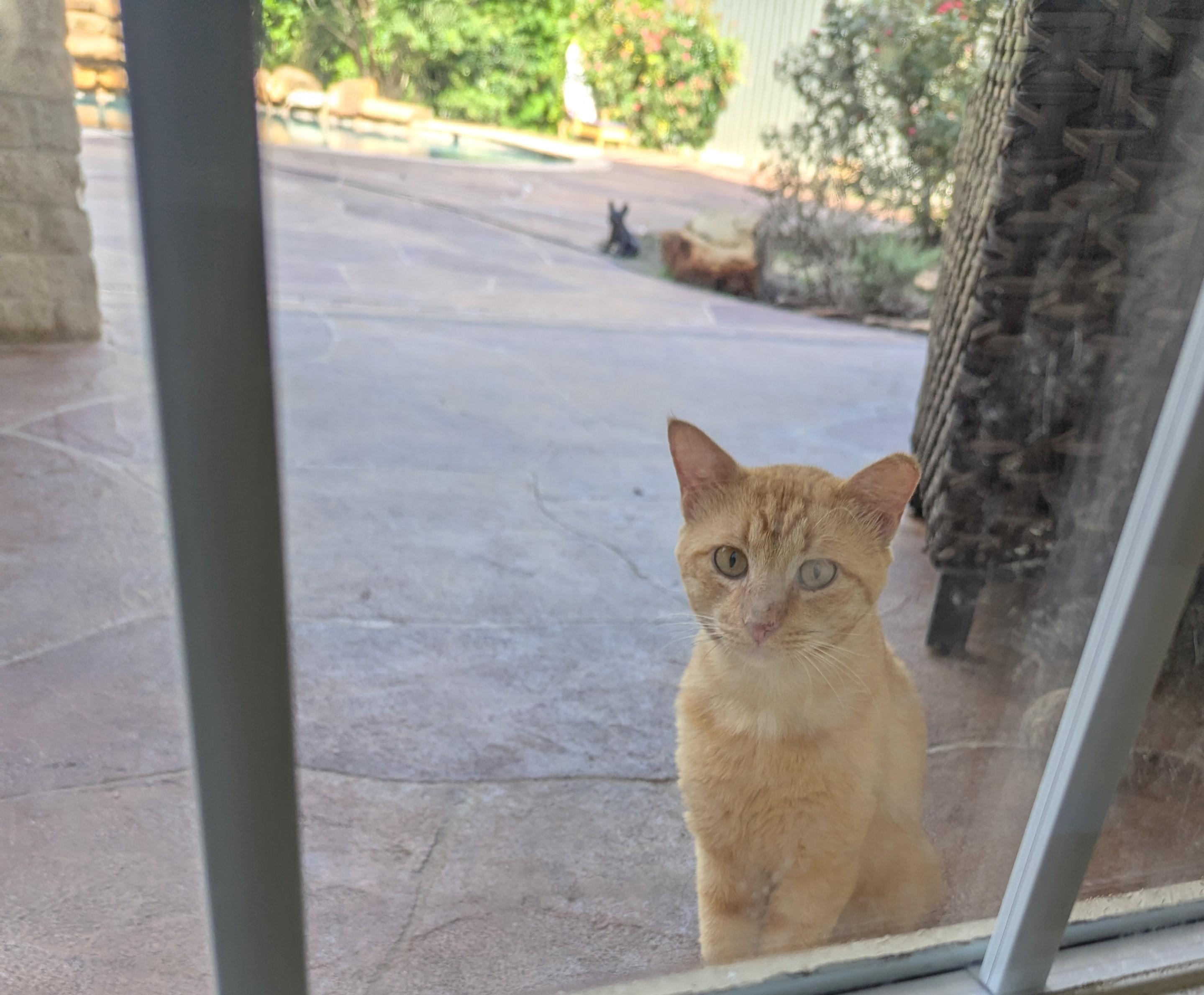 Enlarge Conner McGregor, a Adoptable American Shorthair in Spring, TX image 2/5
