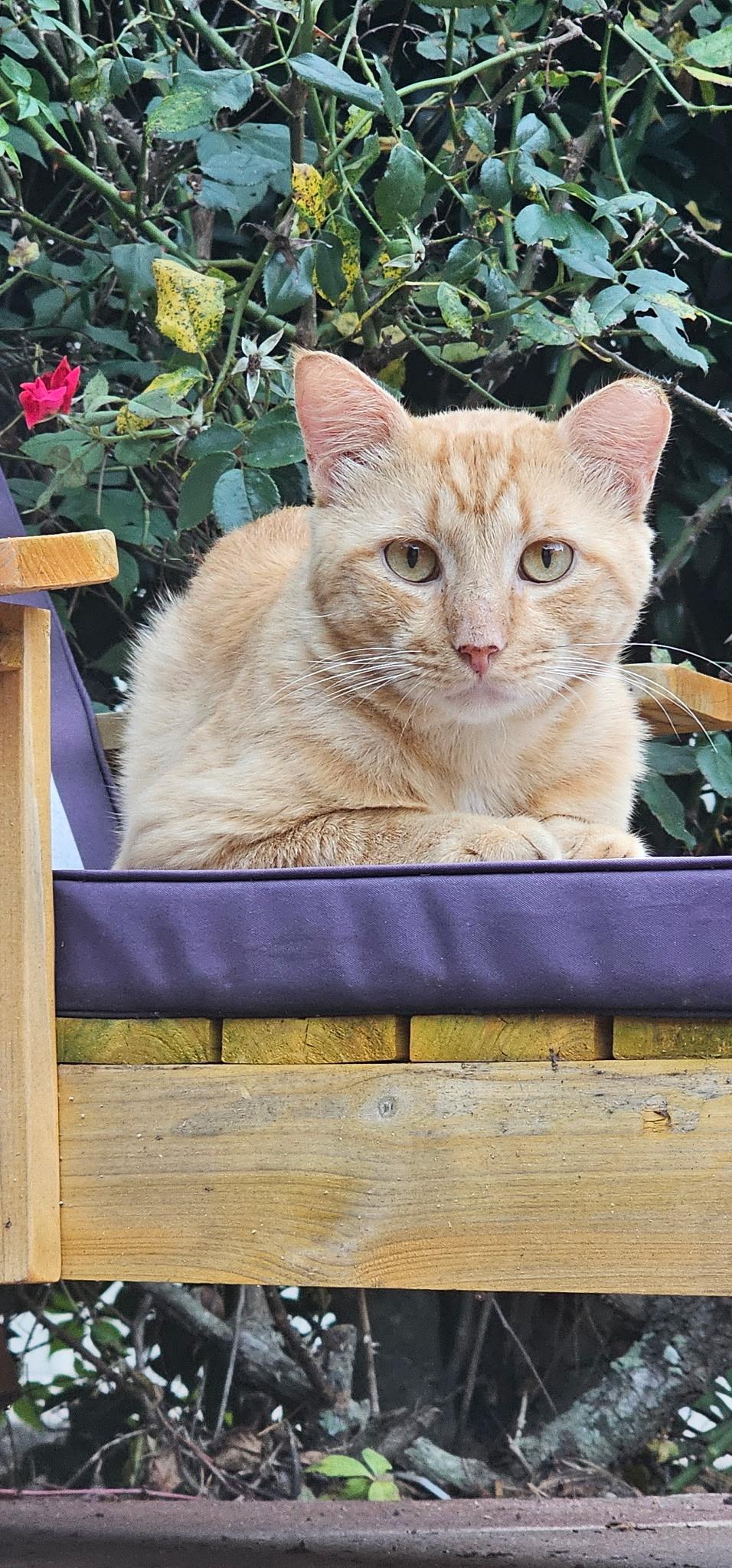 Conner McGregor, Adoptable, Young Male American Shorthair.