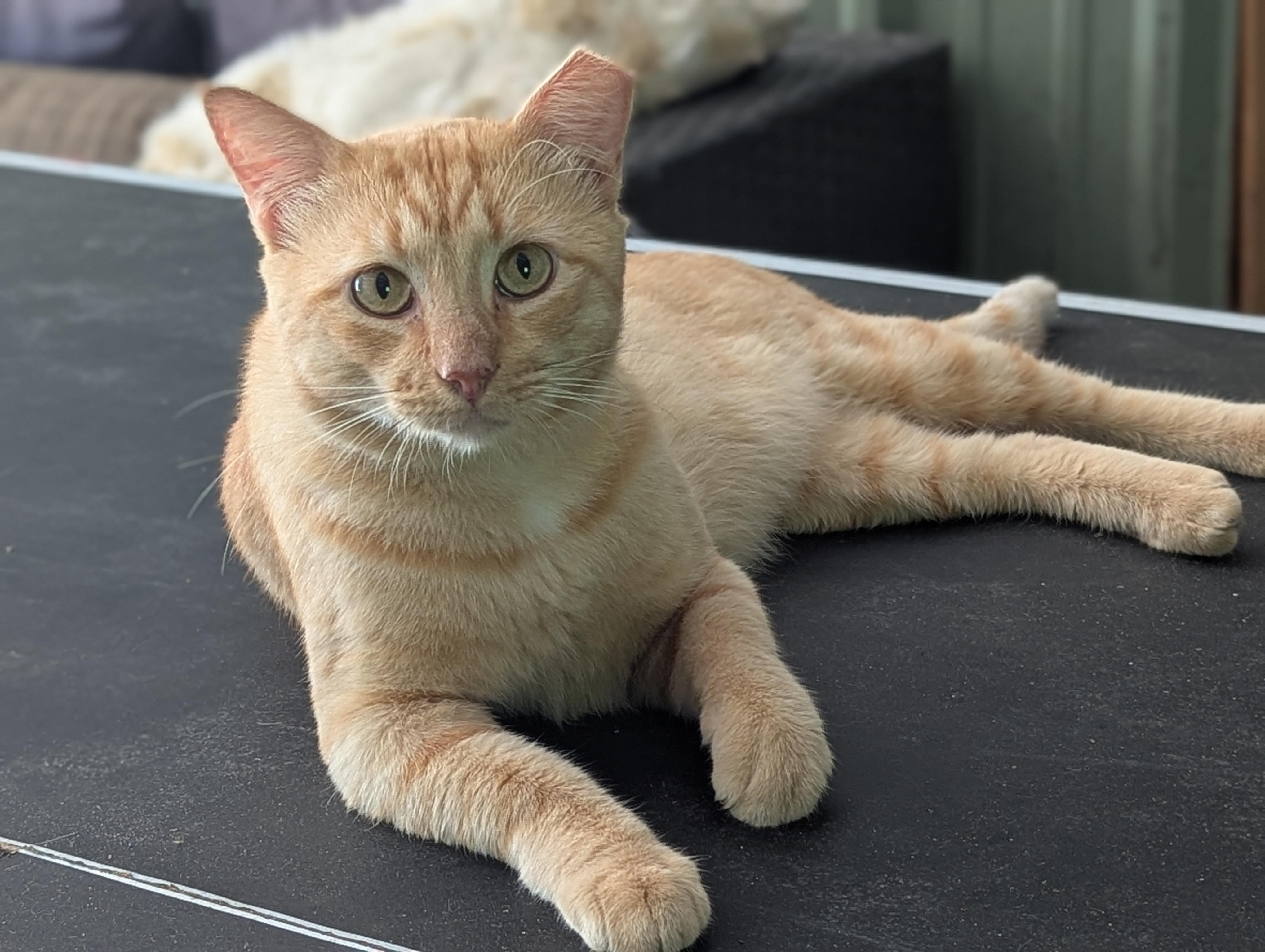 Enlarge Conner McGregor, a Adoptable American Shorthair in Spring, TX image 5/5