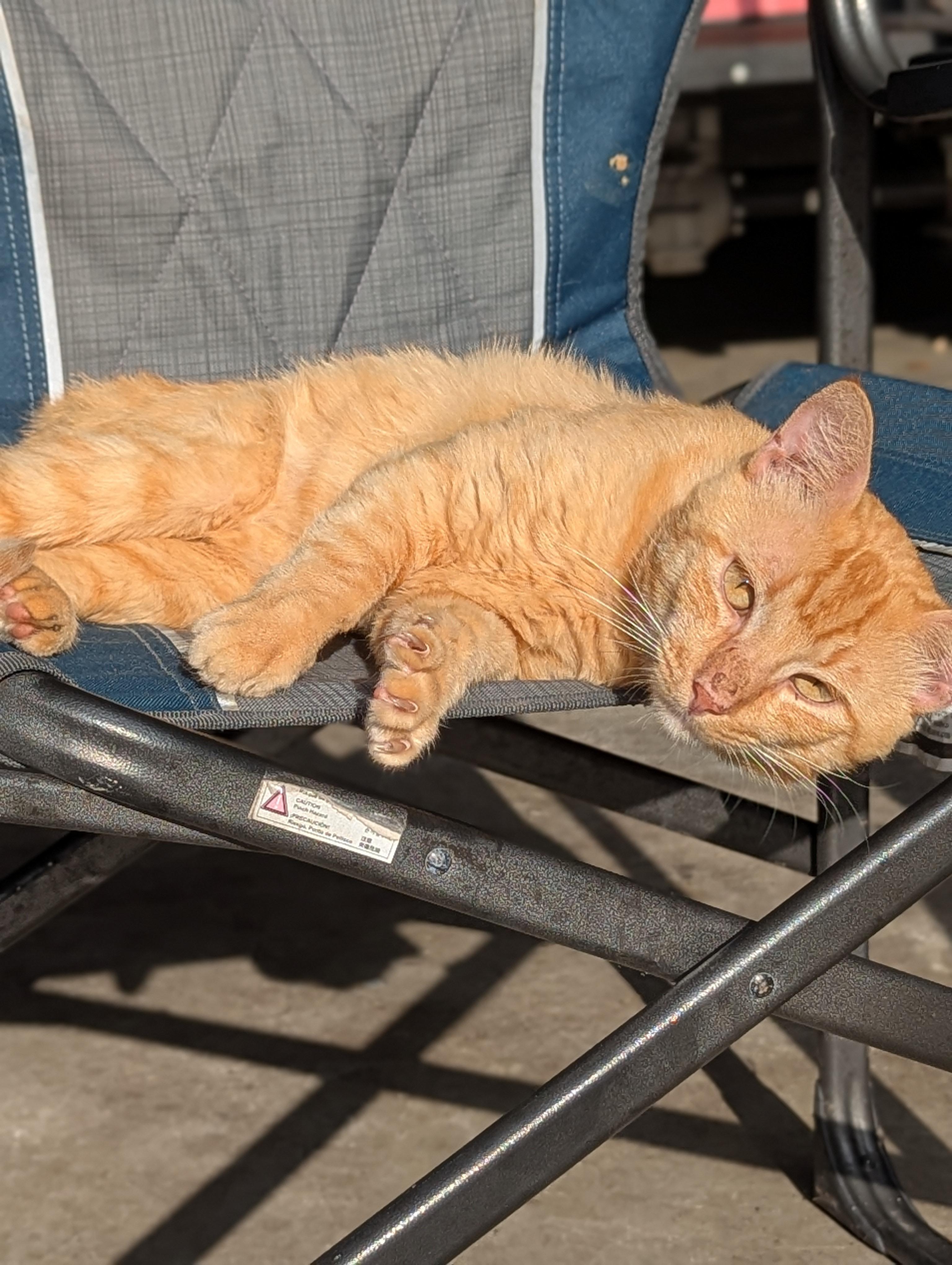 Enlarge Conner McGregor, a Adoptable American Shorthair in Spring, TX image 4/5