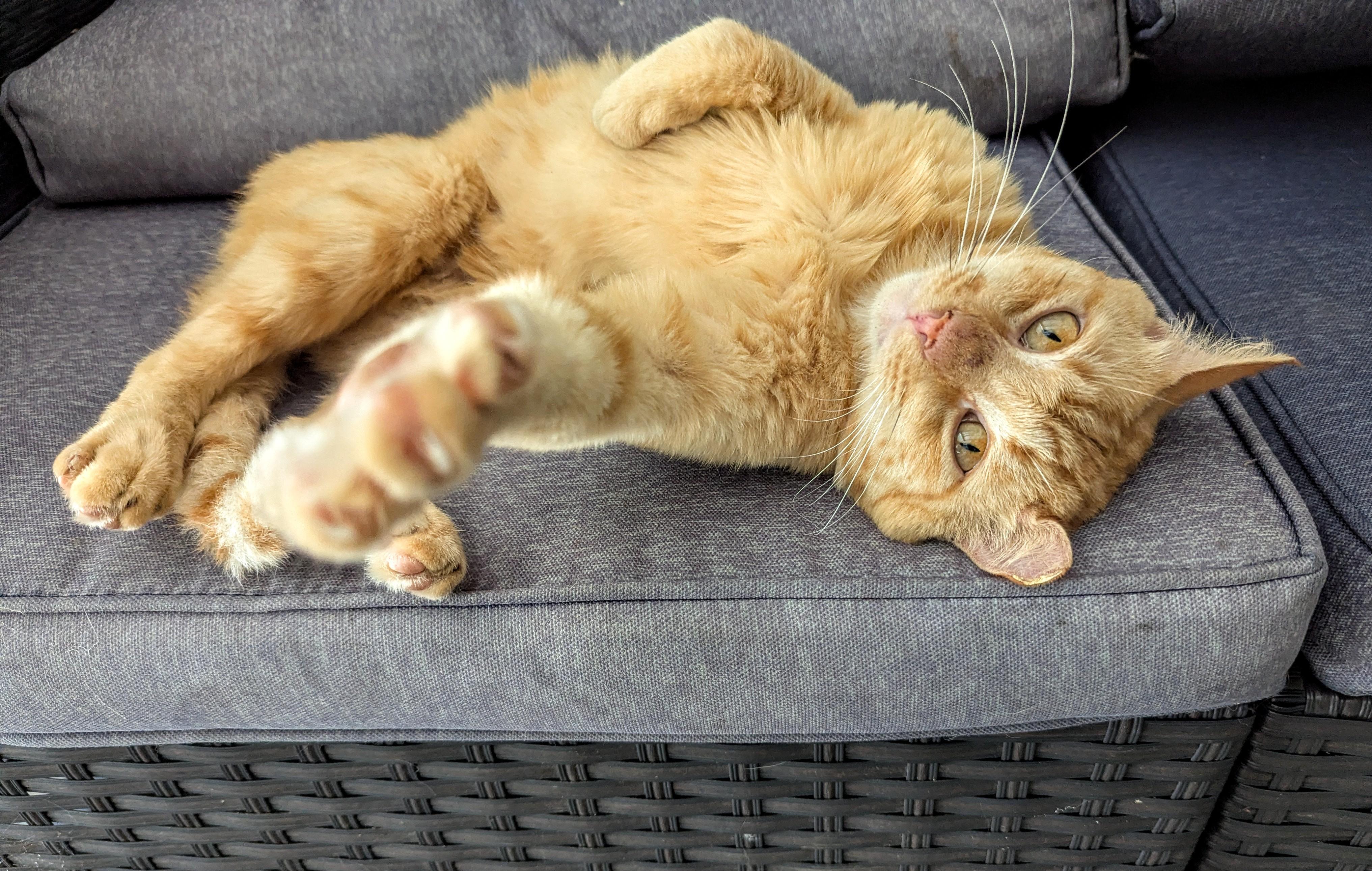 Enlarge Conner McGregor, a Adoptable American Shorthair in Spring, TX image 3/5