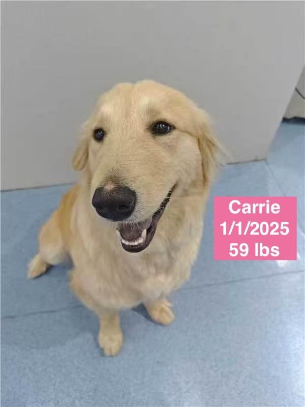 Carrie, a ADOPTABLE Golden Retriever in West Hollywood, CA image 1/5