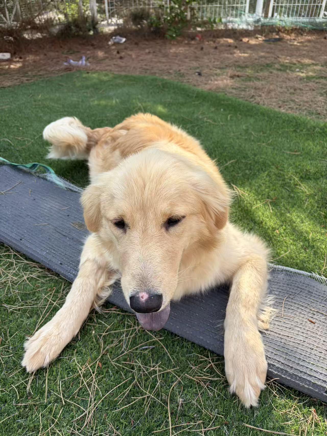 Carrie, a ADOPTABLE Golden Retriever in West Hollywood, CA image 4/5