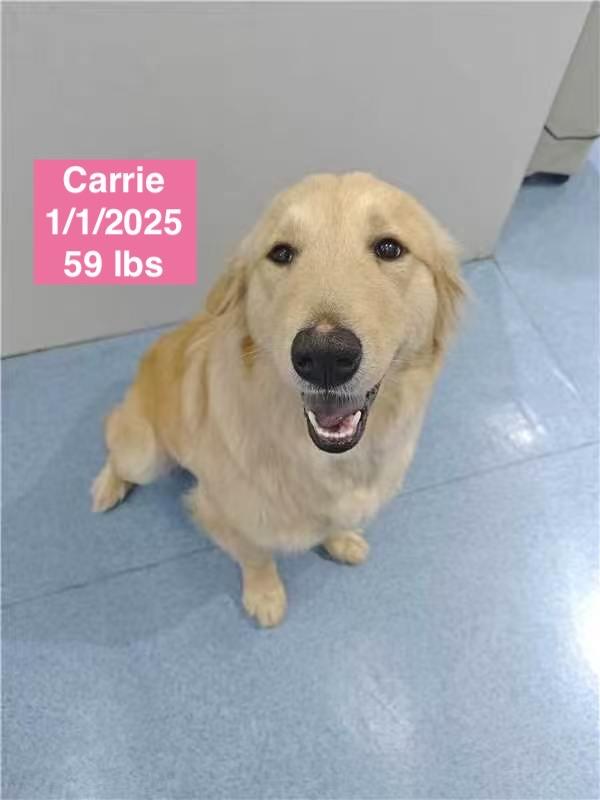 Carrie, a ADOPTABLE Golden Retriever in West Hollywood, CA image 3/5