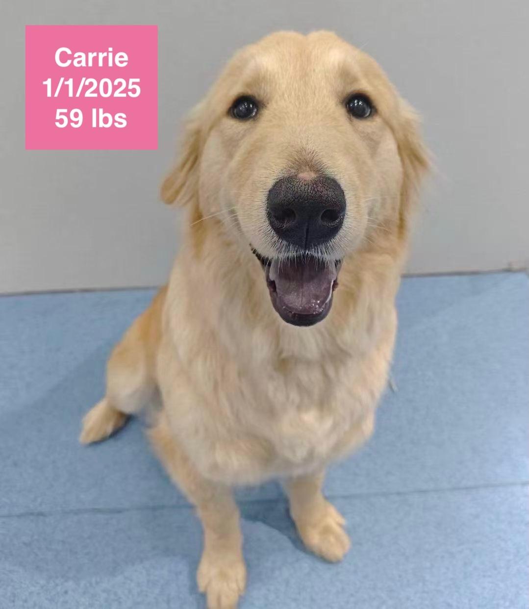 Carrie, a ADOPTABLE Golden Retriever in West Hollywood, CA image 2/5