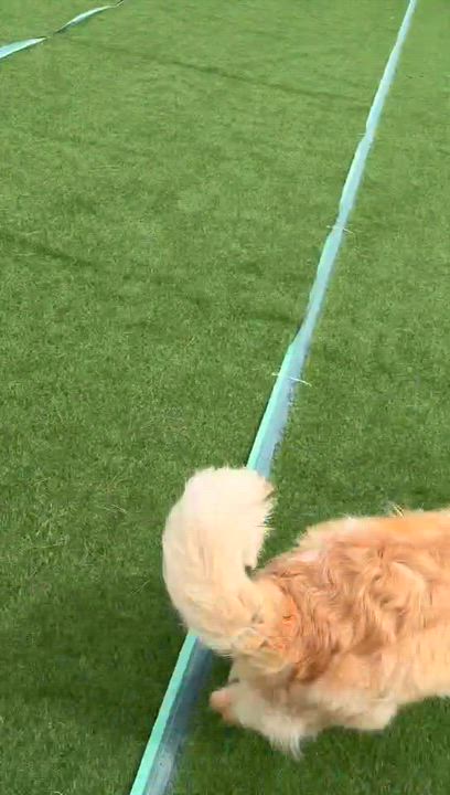Enlarge Carrie, a ADOPTABLE Golden Retriever in West Hollywood, CA video 4/5