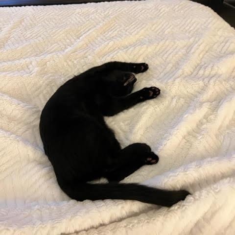 Enlarge Luna, a Adopted Domestic Short Hair in Woodland Hills, CA image 3/3