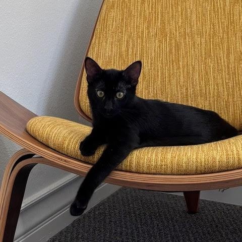 Enlarge Luna, a Adopted Domestic Short Hair in Woodland Hills, CA image 2/3
