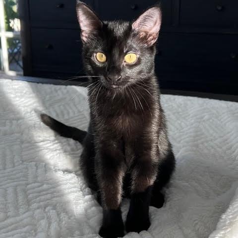 Luna, Adopted, Young Female Domestic Short Hair.