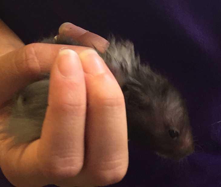 Farquar (born to Felipa), Adopted, Young Male Hamster.