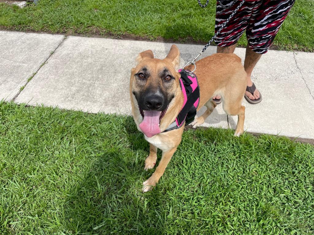 Baya, Adopted, Young Female Belgian Shepherd / Malinois.