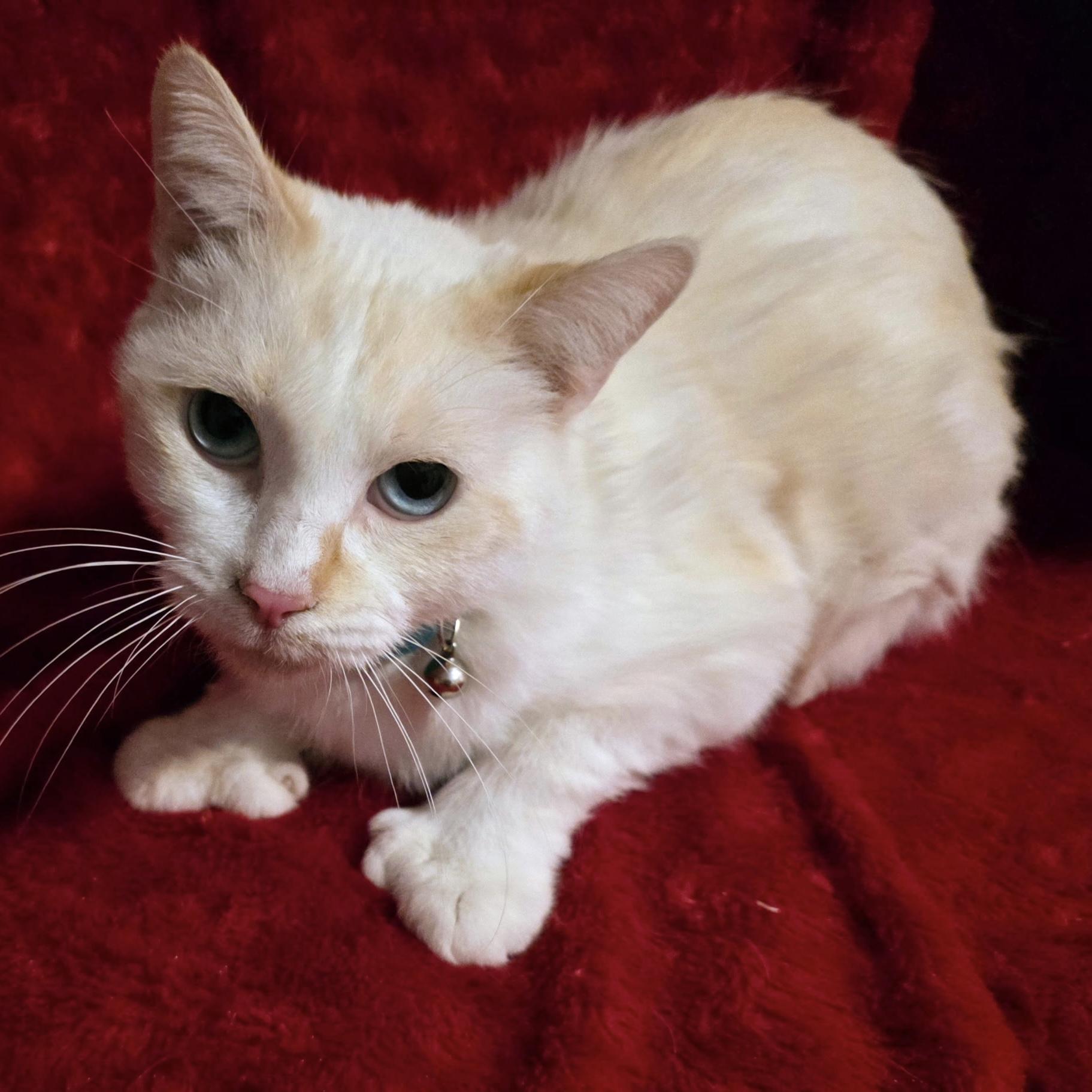 Nora, adoptable, Adult Female Extra-Toes Cat / Hemingway Polydactyl.