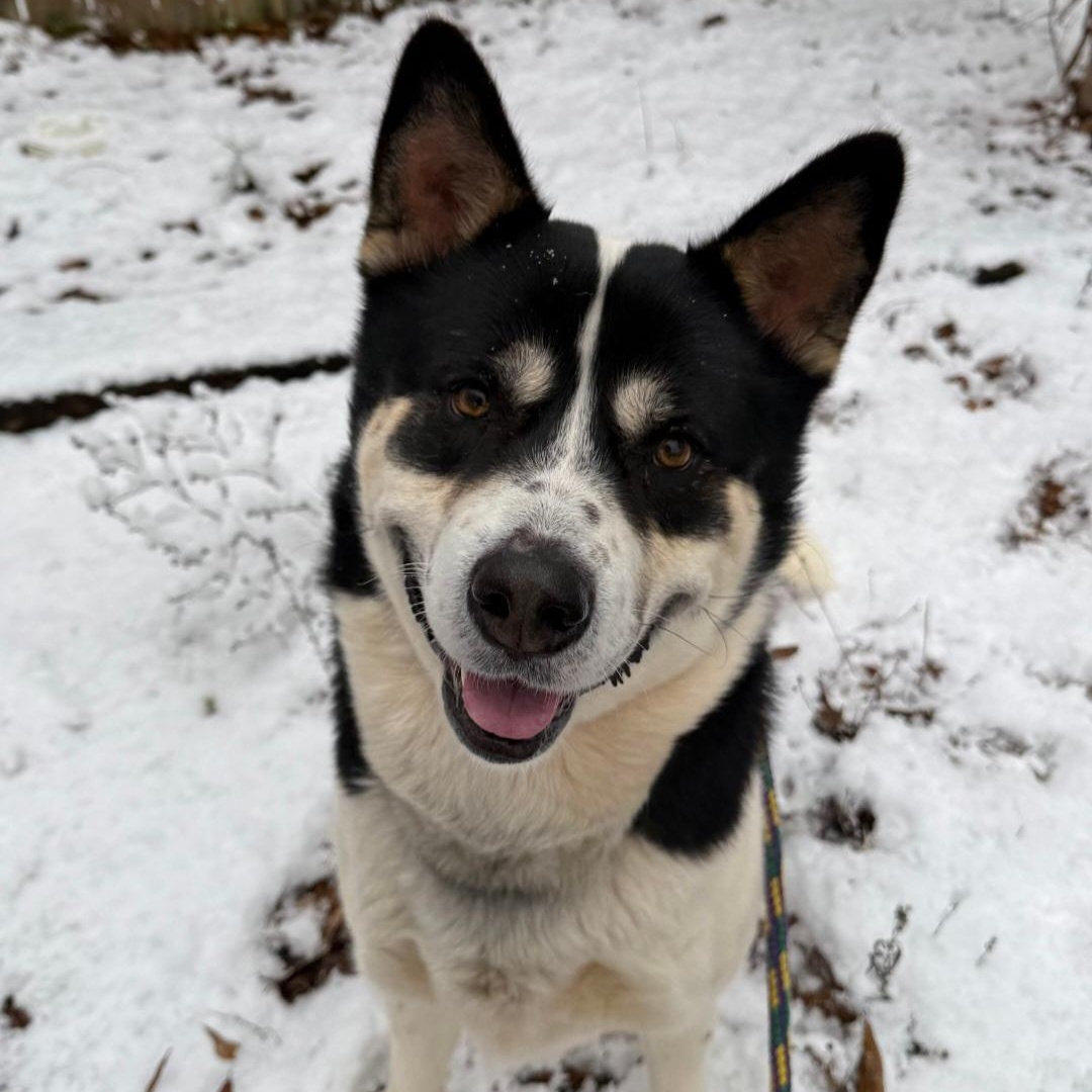 Cowboy, ADOPTABLE, Adult Male Husky.