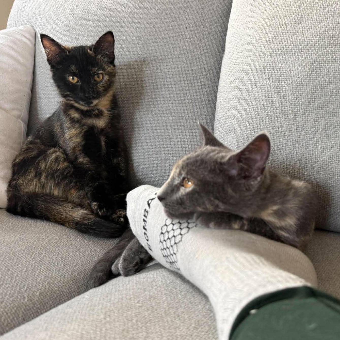 Enlarge OCEAN, a Adoptable Domestic Short Hair in Campbell River, BC image 6/6
