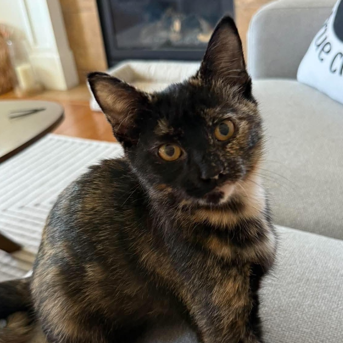 Enlarge OCEAN, a Adoptable Domestic Short Hair in Campbell River, BC image 1/6